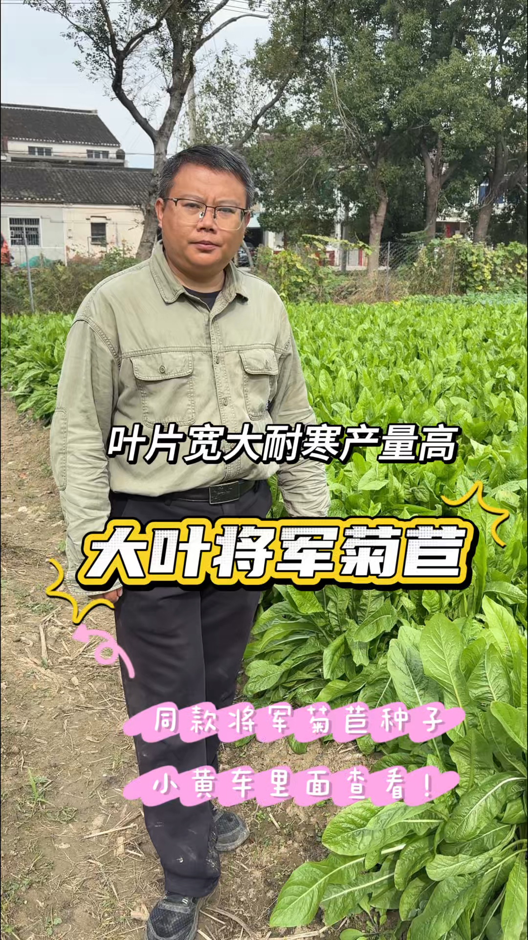 正宗大叶将军菊苣,叶片宽厚产量高,一亩地六两种子,多年生长