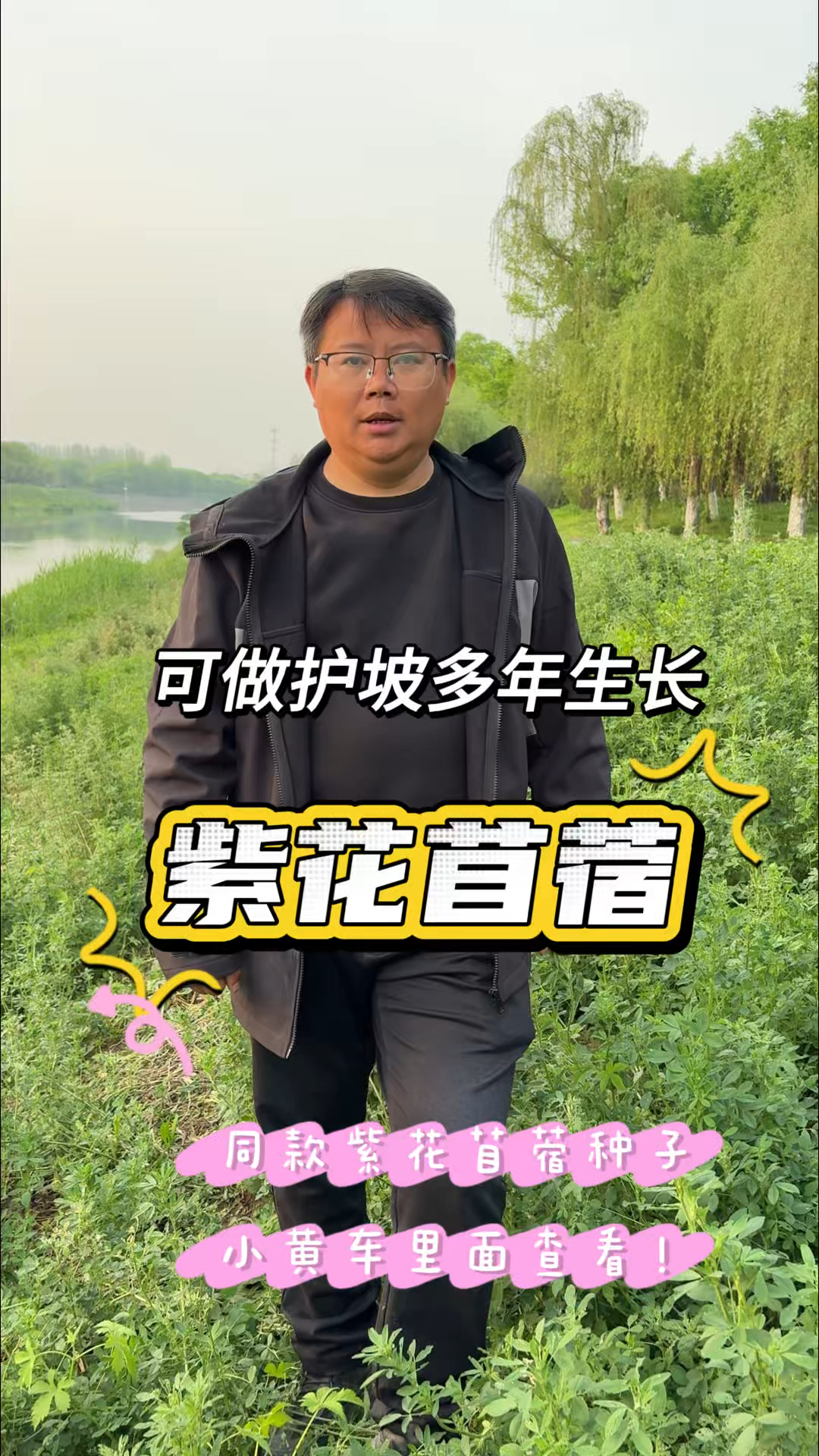 紫花苜蓿不仅做牧草营养好,还可以作为护坡复绿草,多年生长
