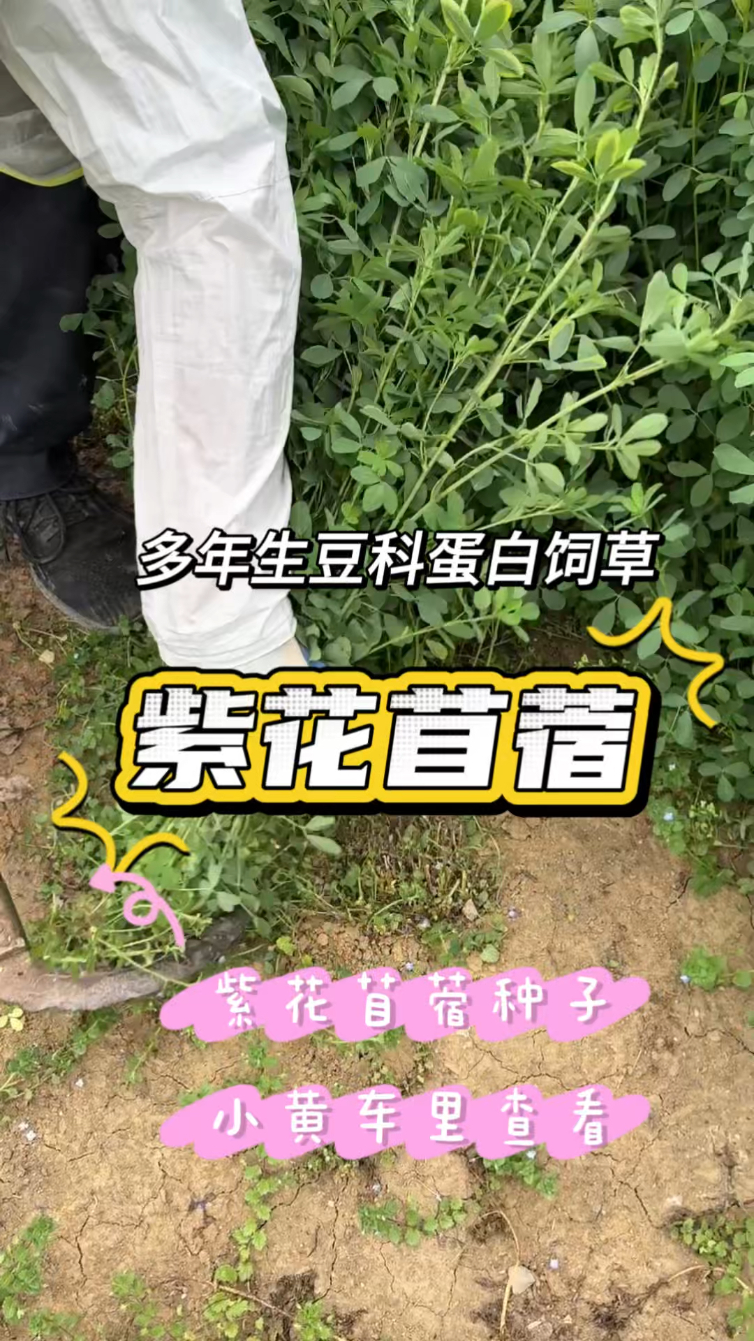 紫花苜蓿多年生蛋白含量高,宿根多年生长,抗寒耐旱型牧草