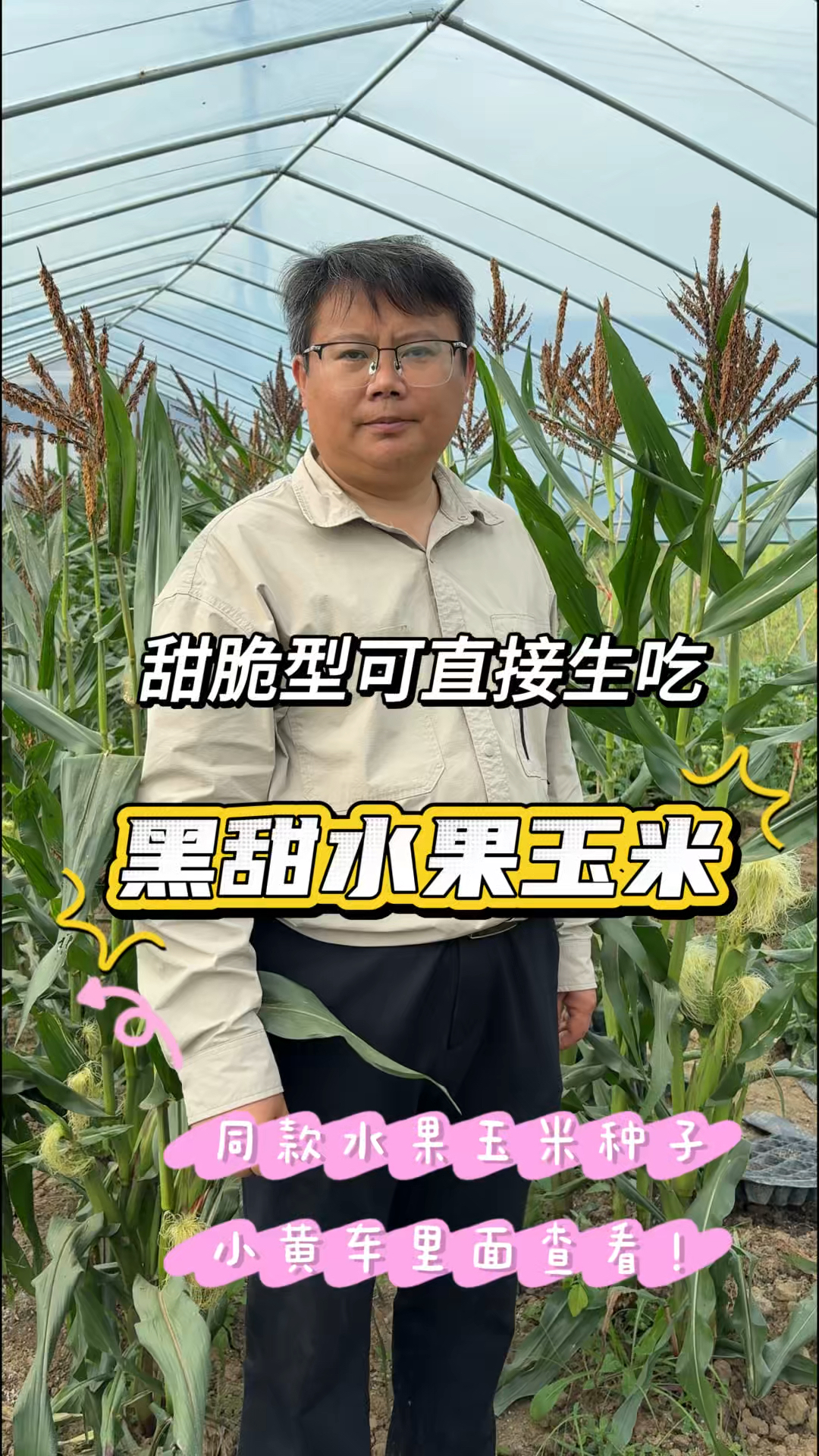 这就是好吃又甜脆的黑甜水果玉米,黑甜玉13号花青素含量高营养好