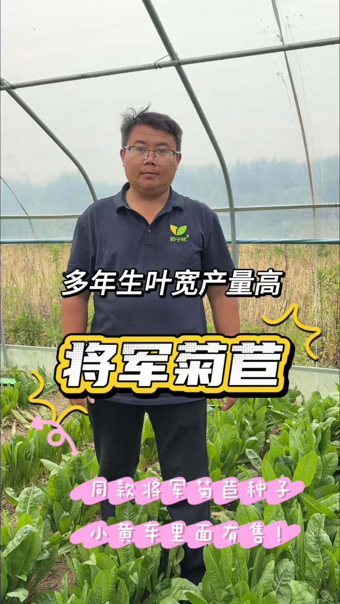 这是真正的大叶将军菊苣，夏季依然长势茂盛，多年生养猪家禽爱吃