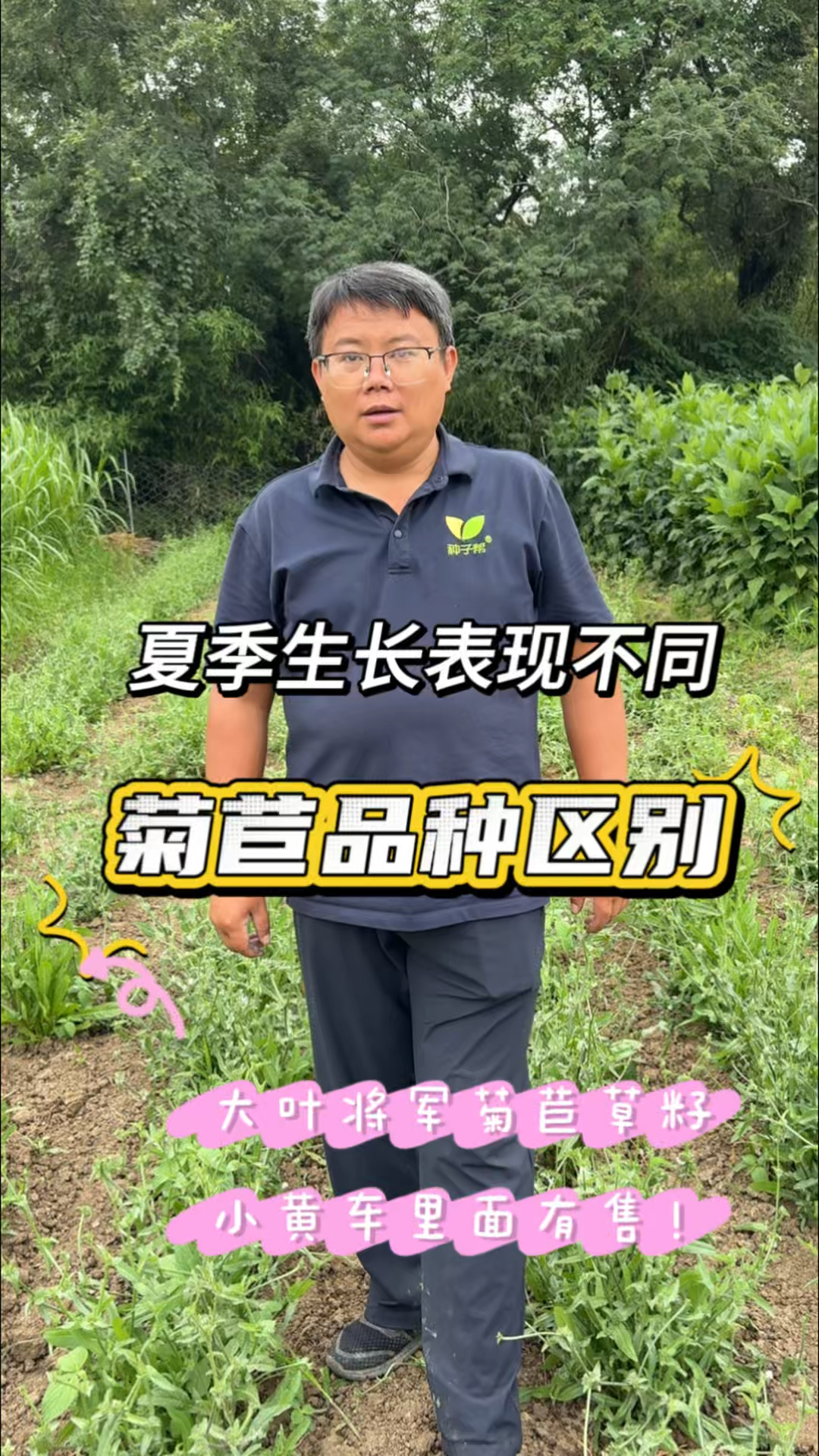 同样是大叶菊苣，将军菊苣和普通菊苣表现完全不一样，您种对了吗