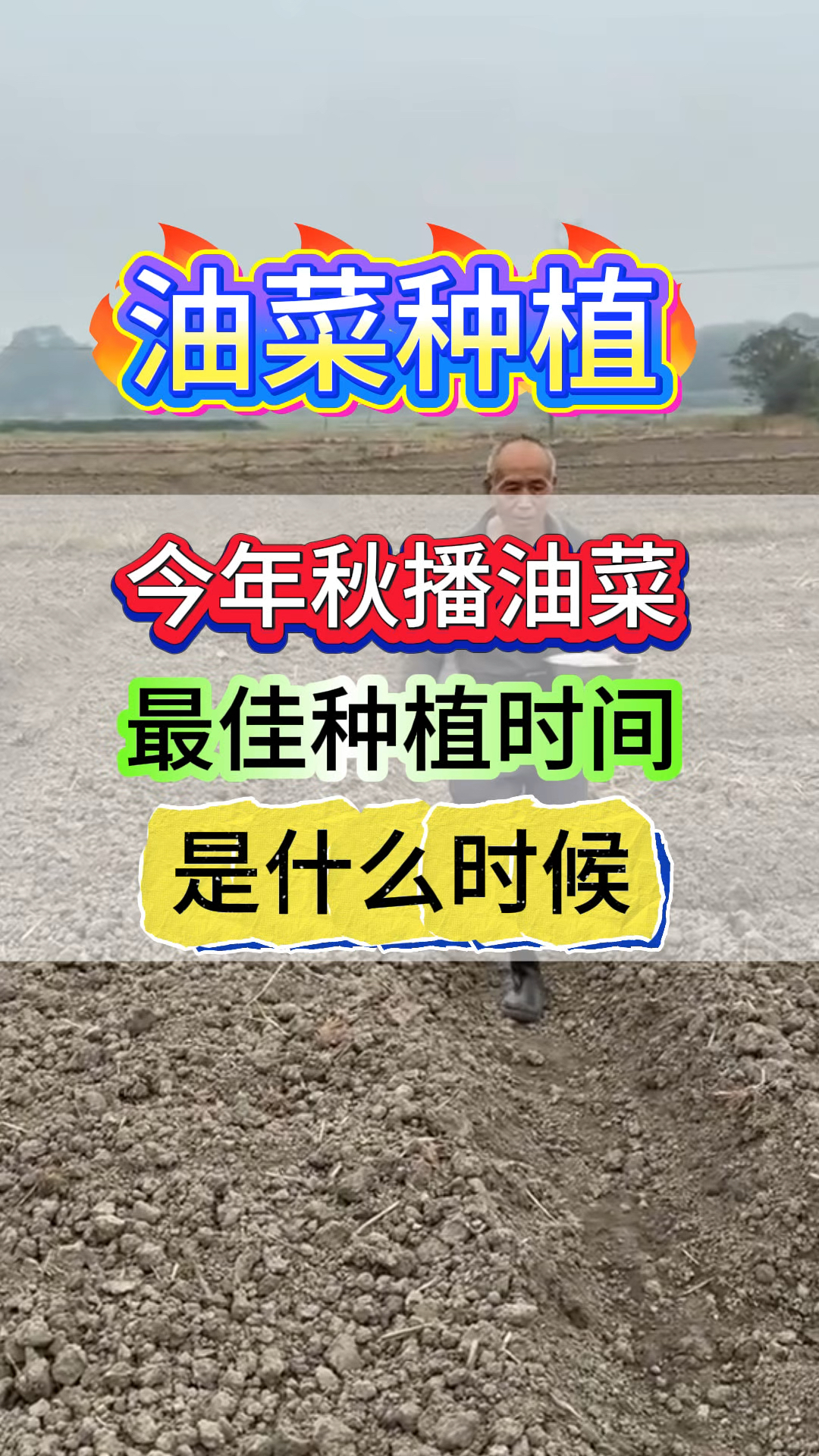 今年秋播油菜,最佳种植时间