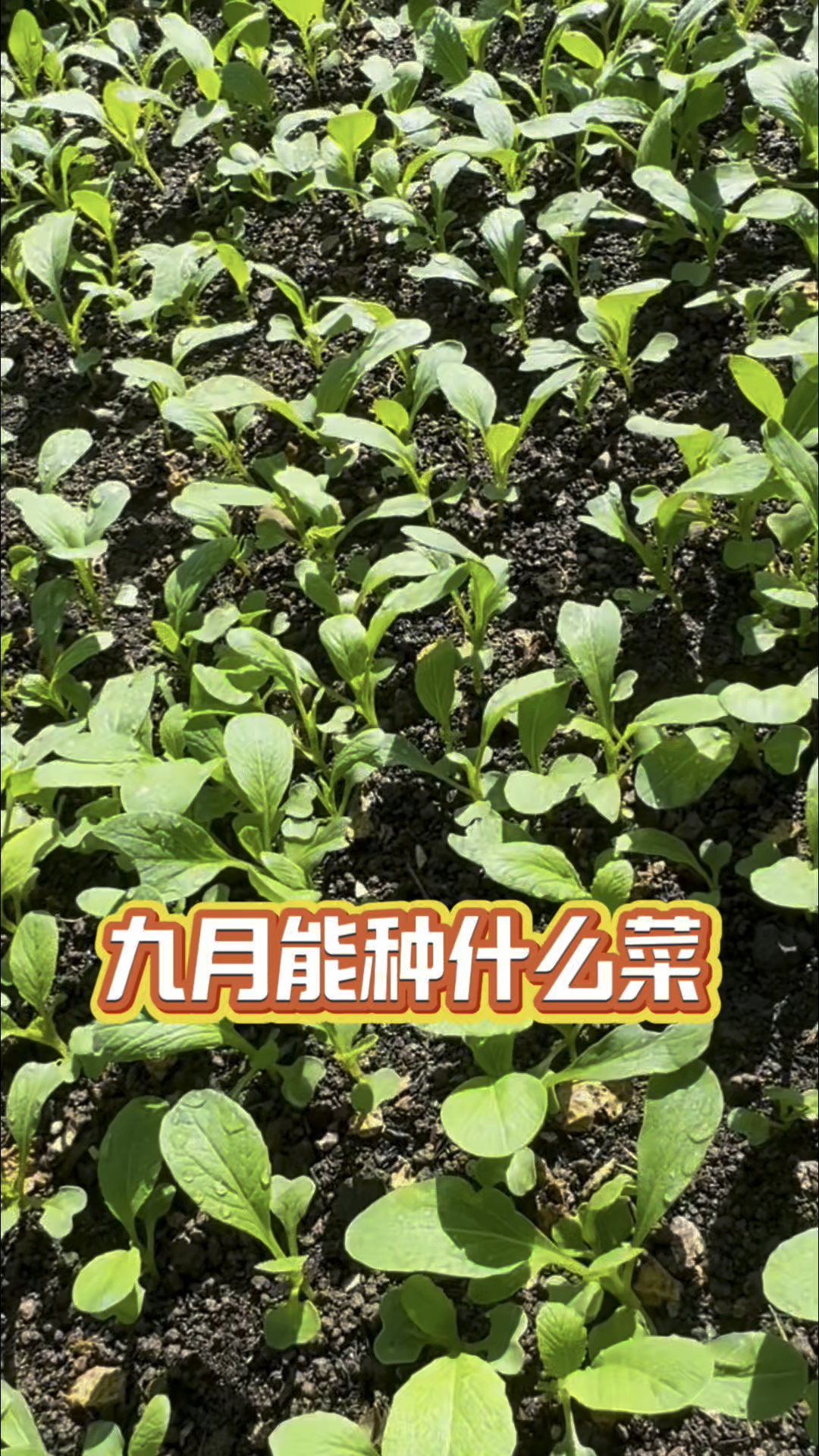 九月能种什么菜,尝试才是种植表 #阳台种菜 #有机蔬菜