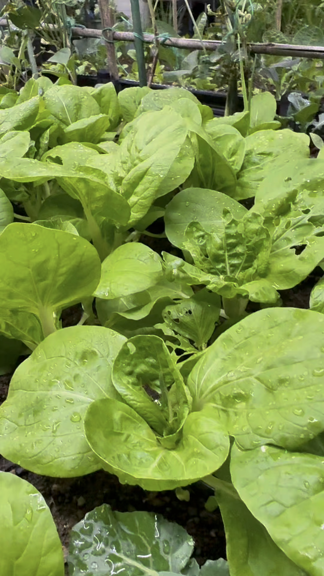 这个冬天种满了期待，我的楼顶菜园 #楼顶菜园 #纯天然绿色蔬菜