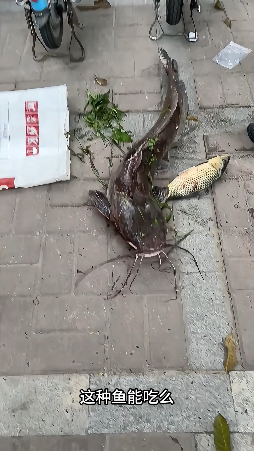这里面的鱼你知道哪几个