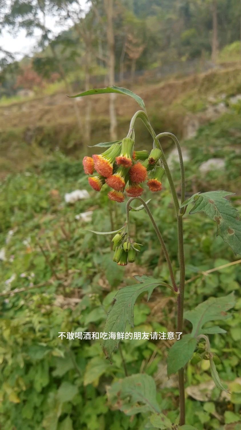 我们叫尿酸草 你们叫什么呢？#植物科普#本草纲目