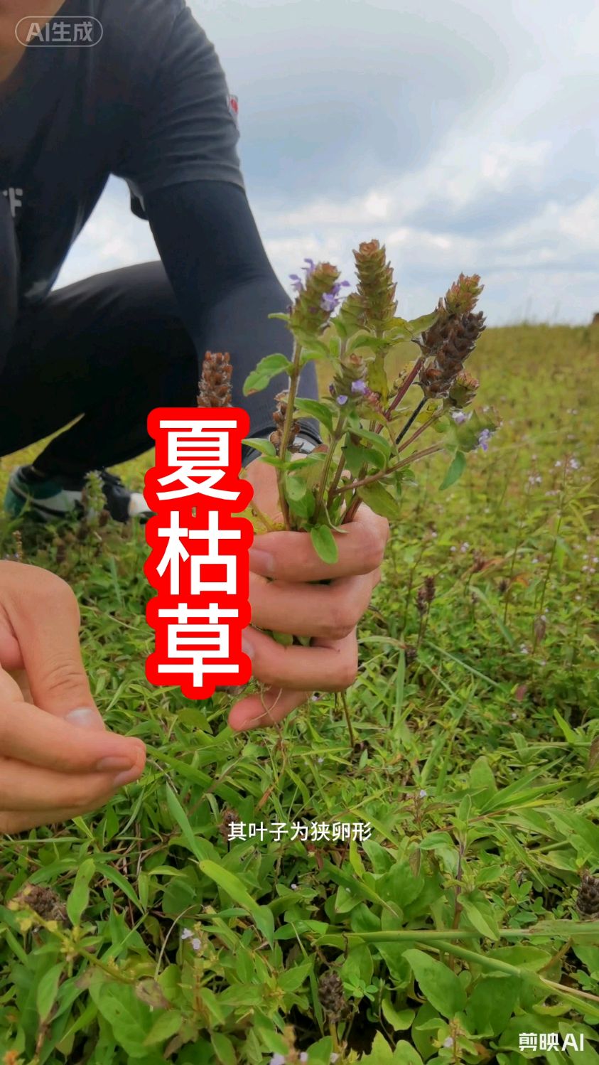 夏枯草#植物科普#识百草#本草纲目