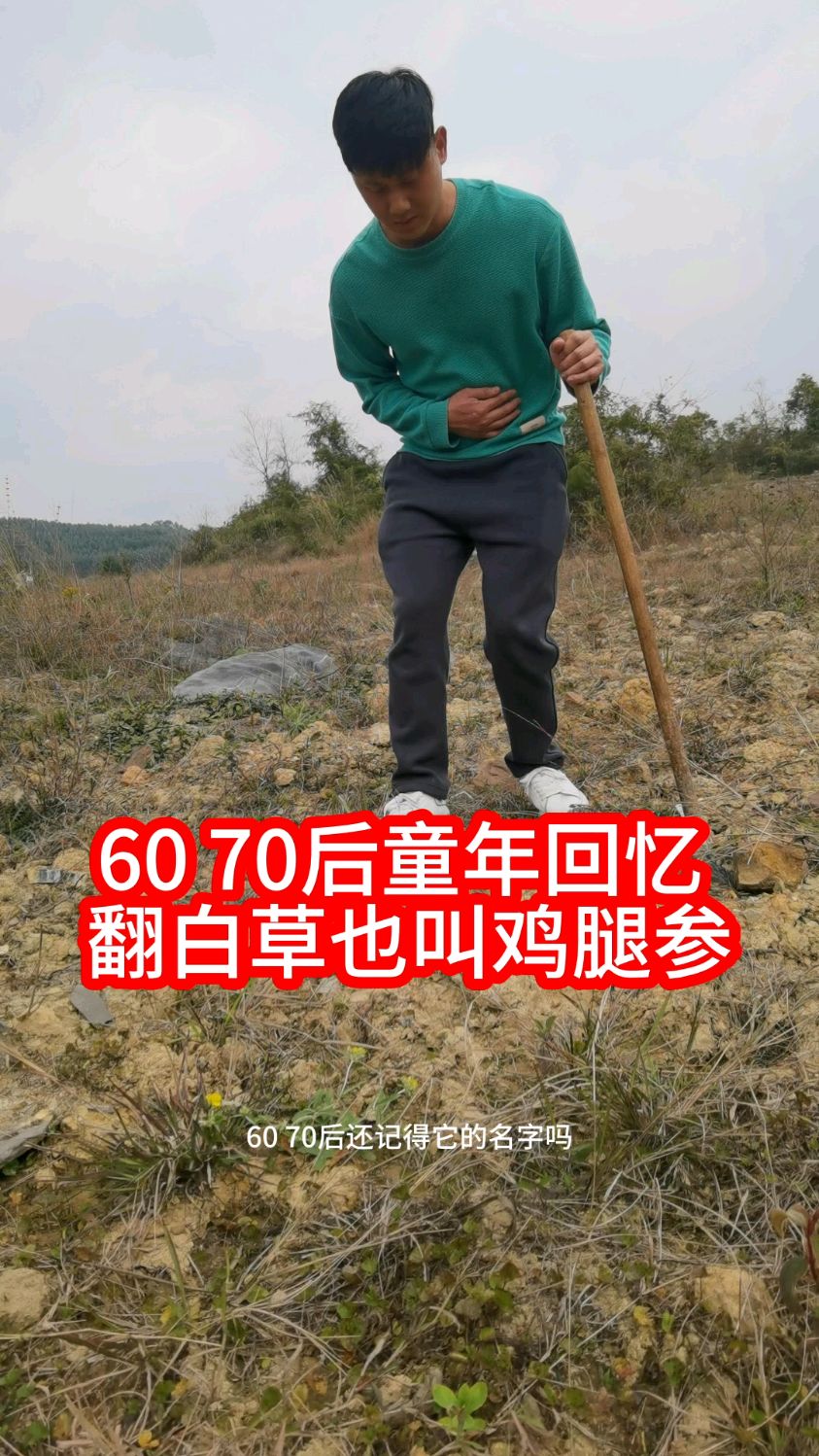 60 70后童年回忆翻白草也叫鸡腿参#植物科普 #识百草 #本草纲目