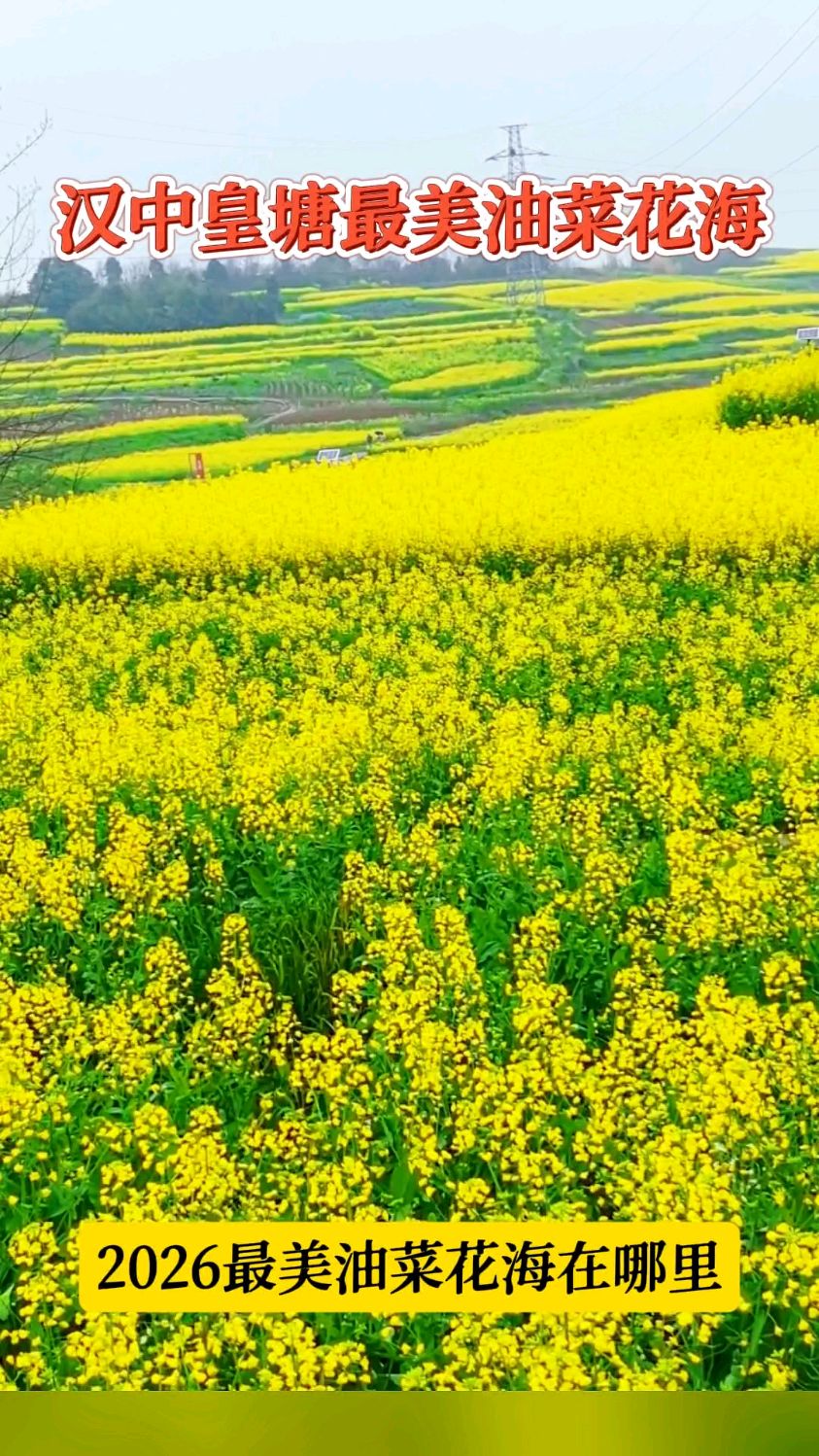 汉中皇塘带你走进文化旅游地,体验最美油菜花海的浪漫多彩