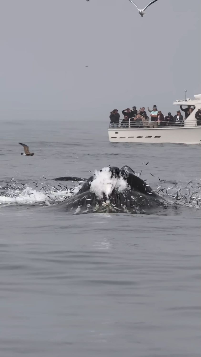 座头鲸是海洋中真正的跳跃王者