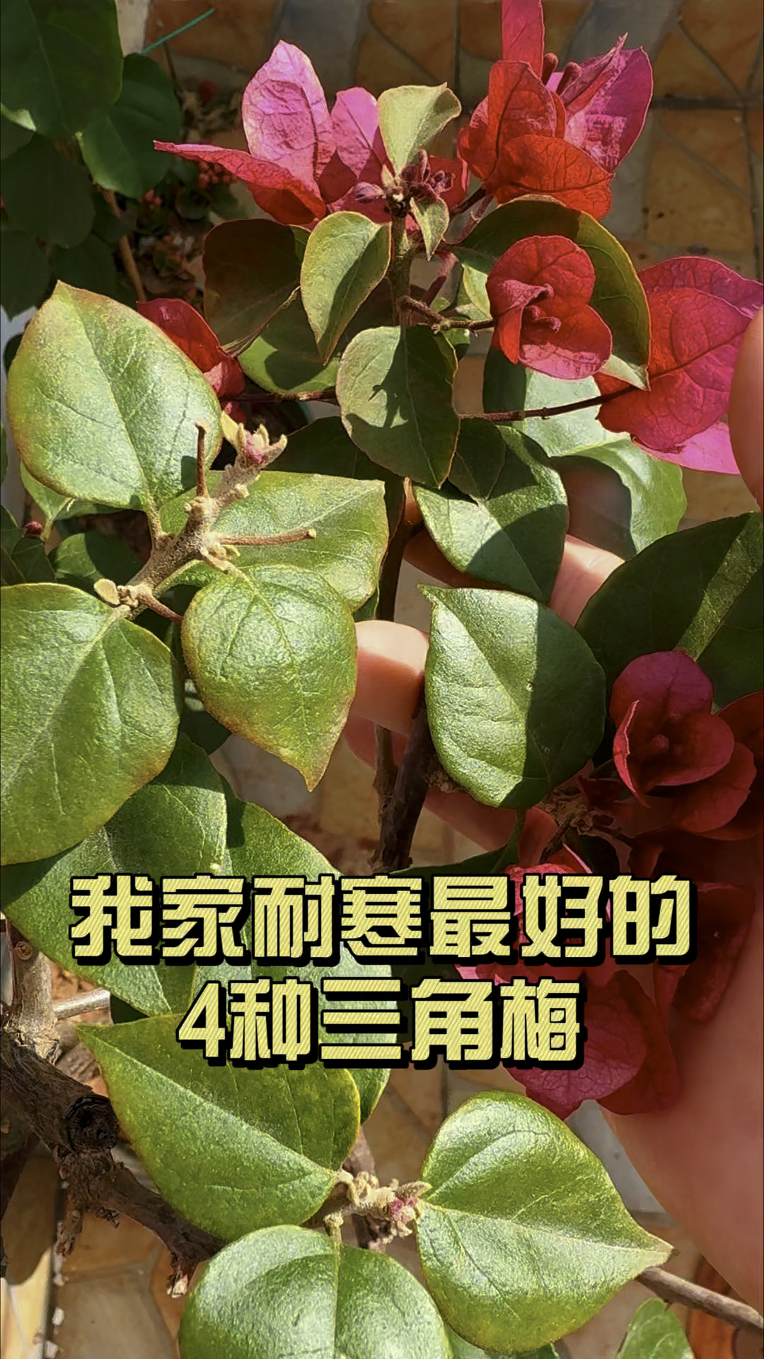 最低温度零度，分享最耐寒的4种三角梅