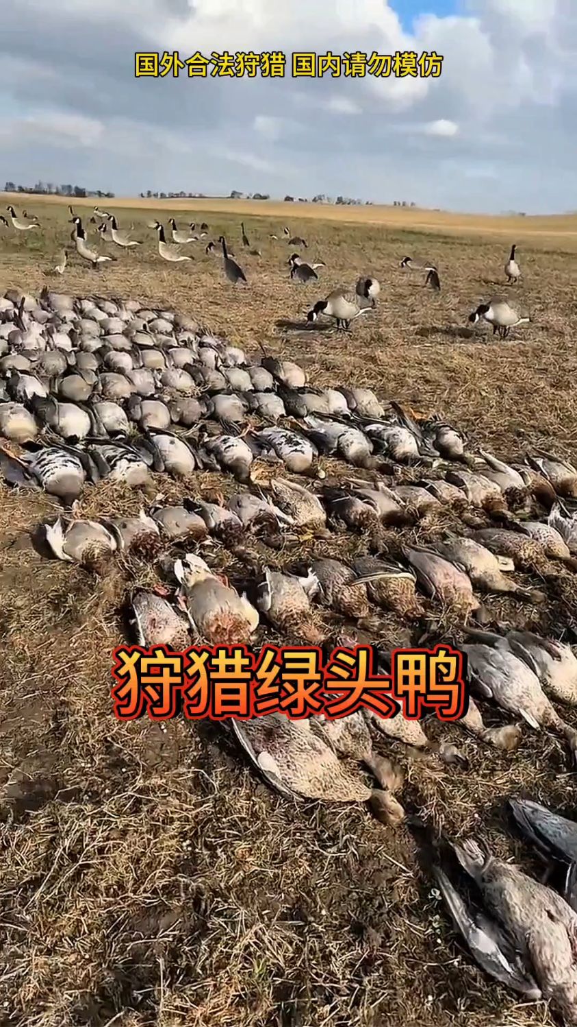 国外绿头鸭泛滥成灾，数量竟多到不可思议！