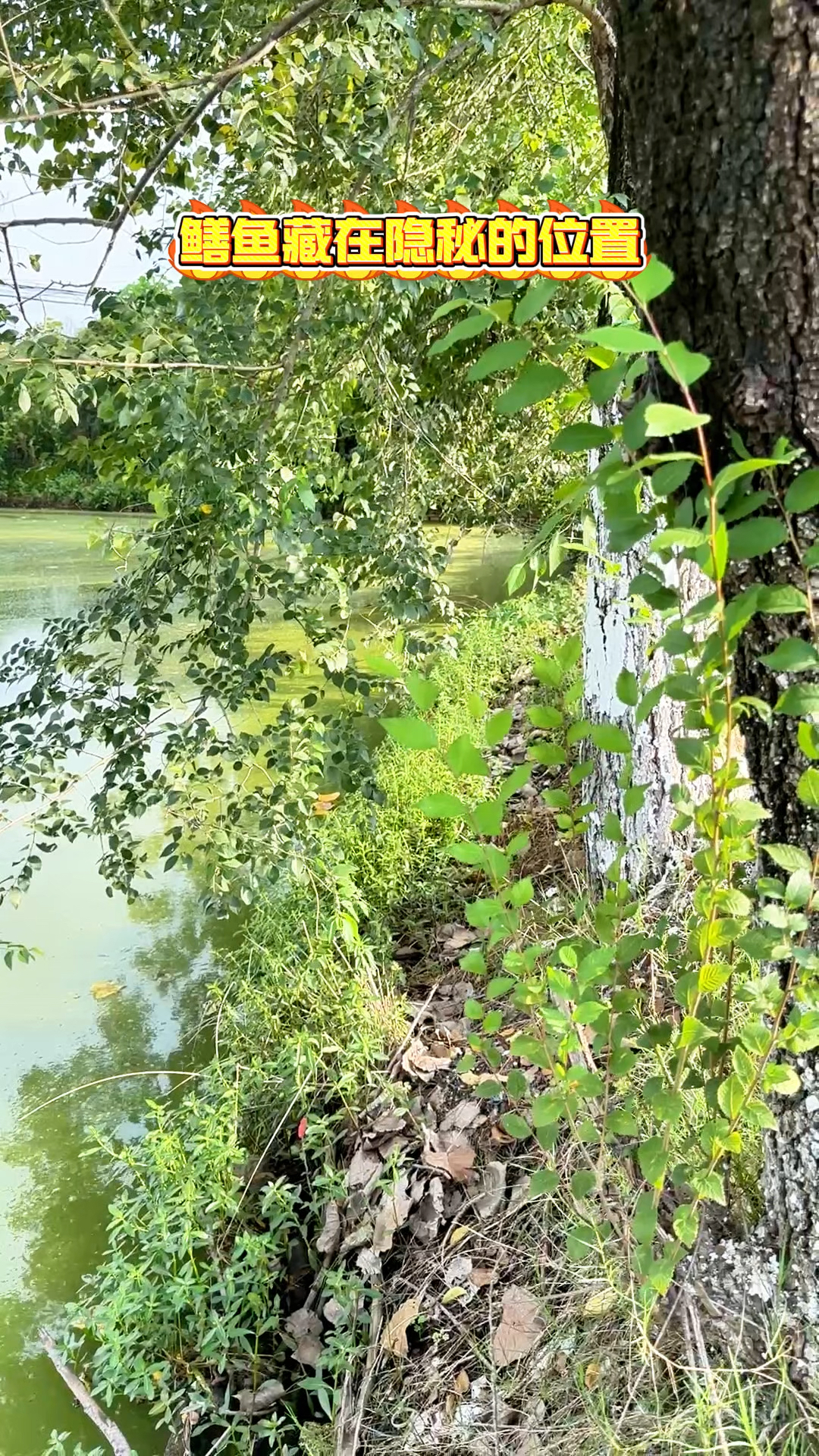 #户外钓鳝 深藏不露:揭秘大鳇鱼的隐身之处#钓鳝位置#钓鳝技巧