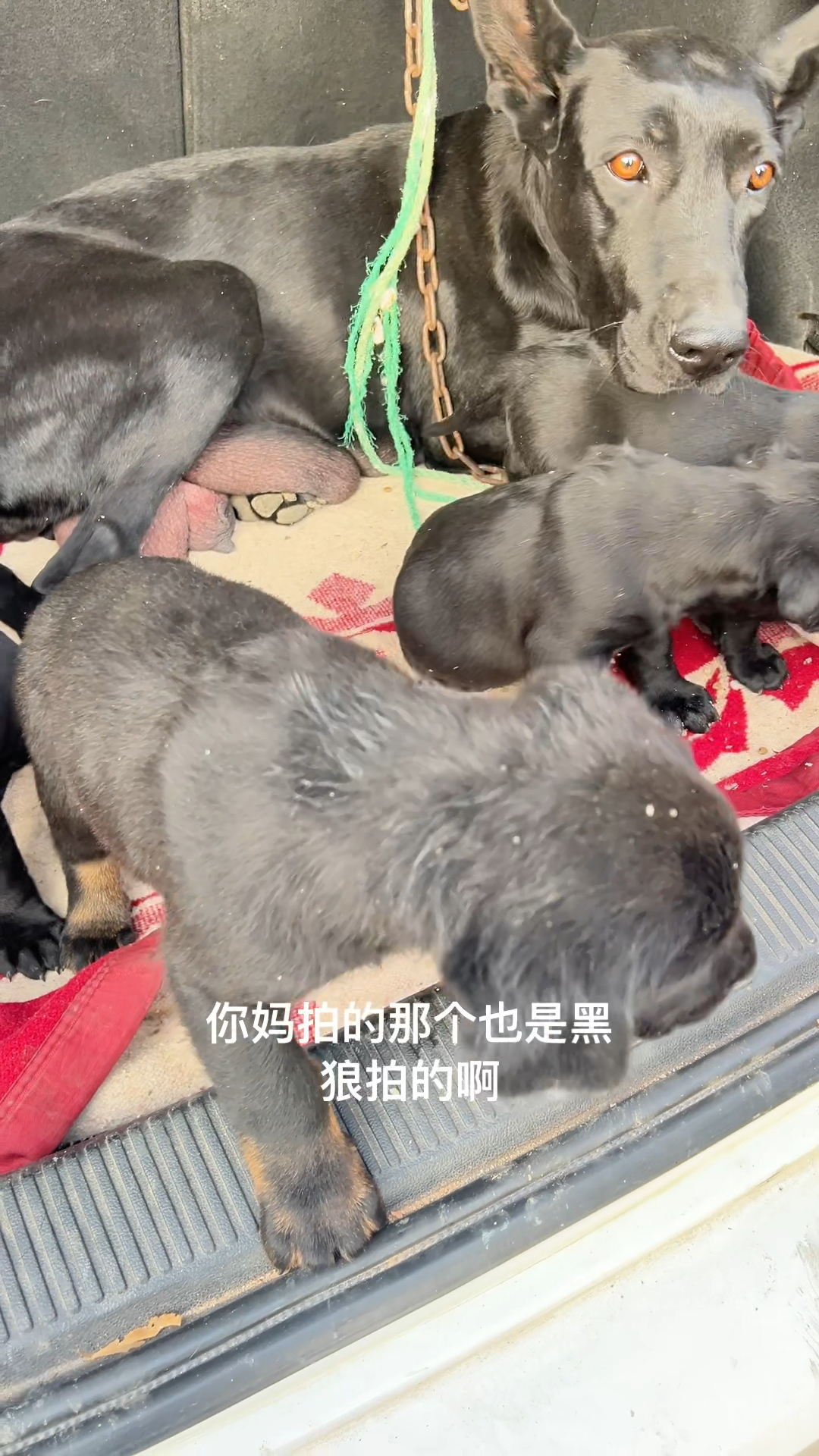 黑狼母狗一窝狗生十几个,肥嘟嘟唯一缺憾毛色不好,主人发愁咋整