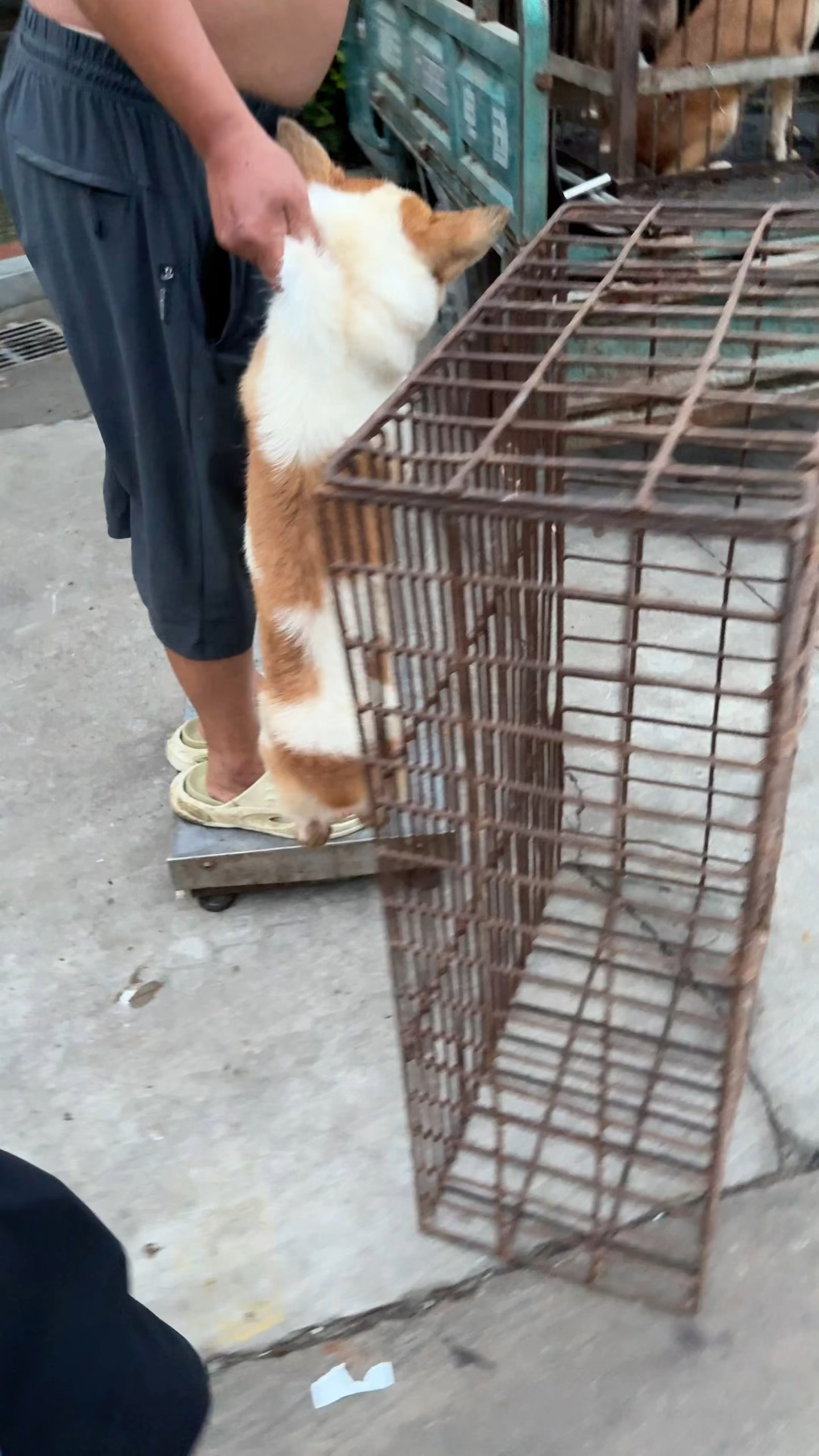 柯基按斤被主人卖狗肉笼，狗吓得眼睛乱转圈，估计意识到自己命运