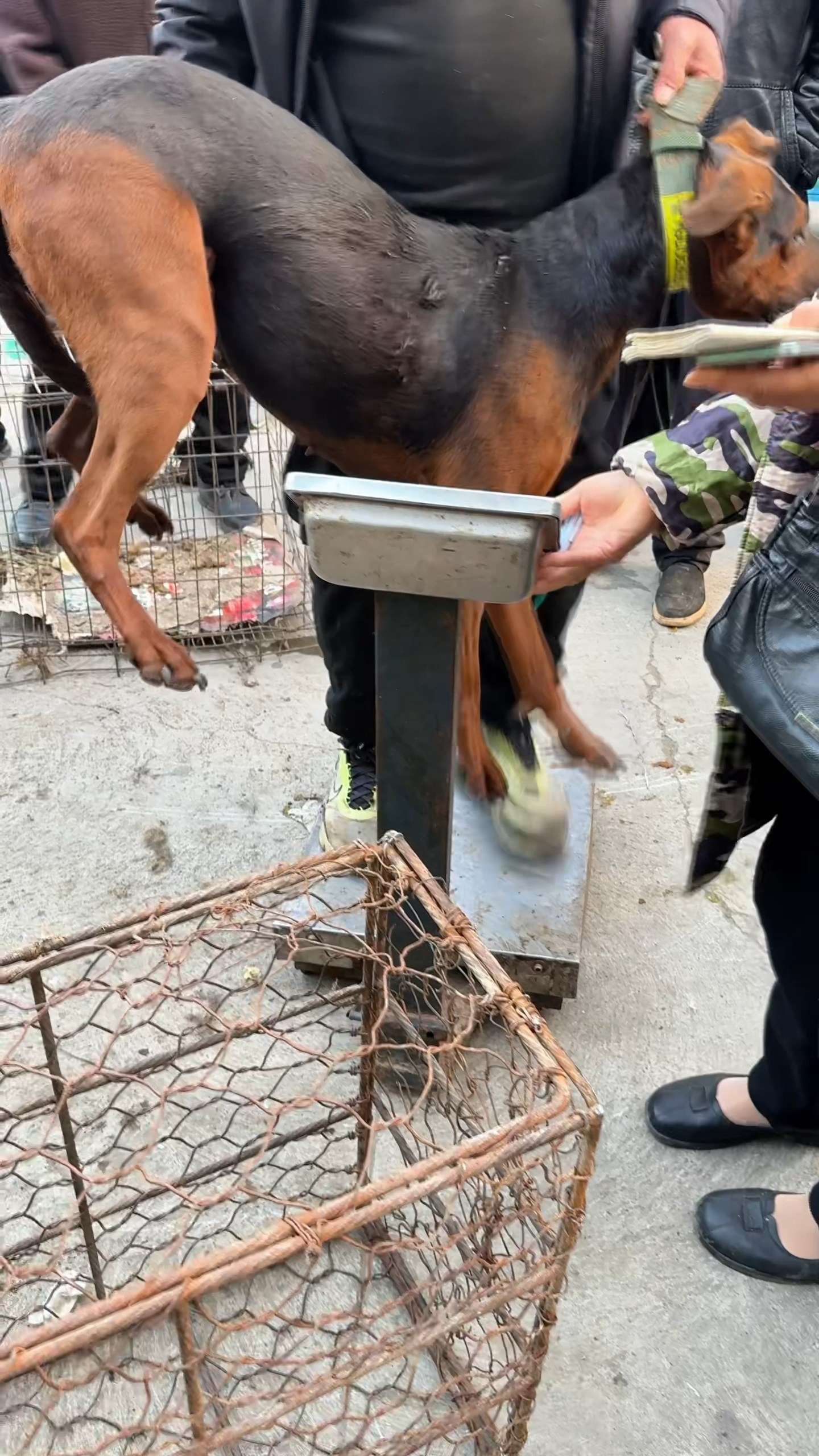 不舍也得放,大狗叫声扰民难改,主人心痛地将它称斤卖给肉贩