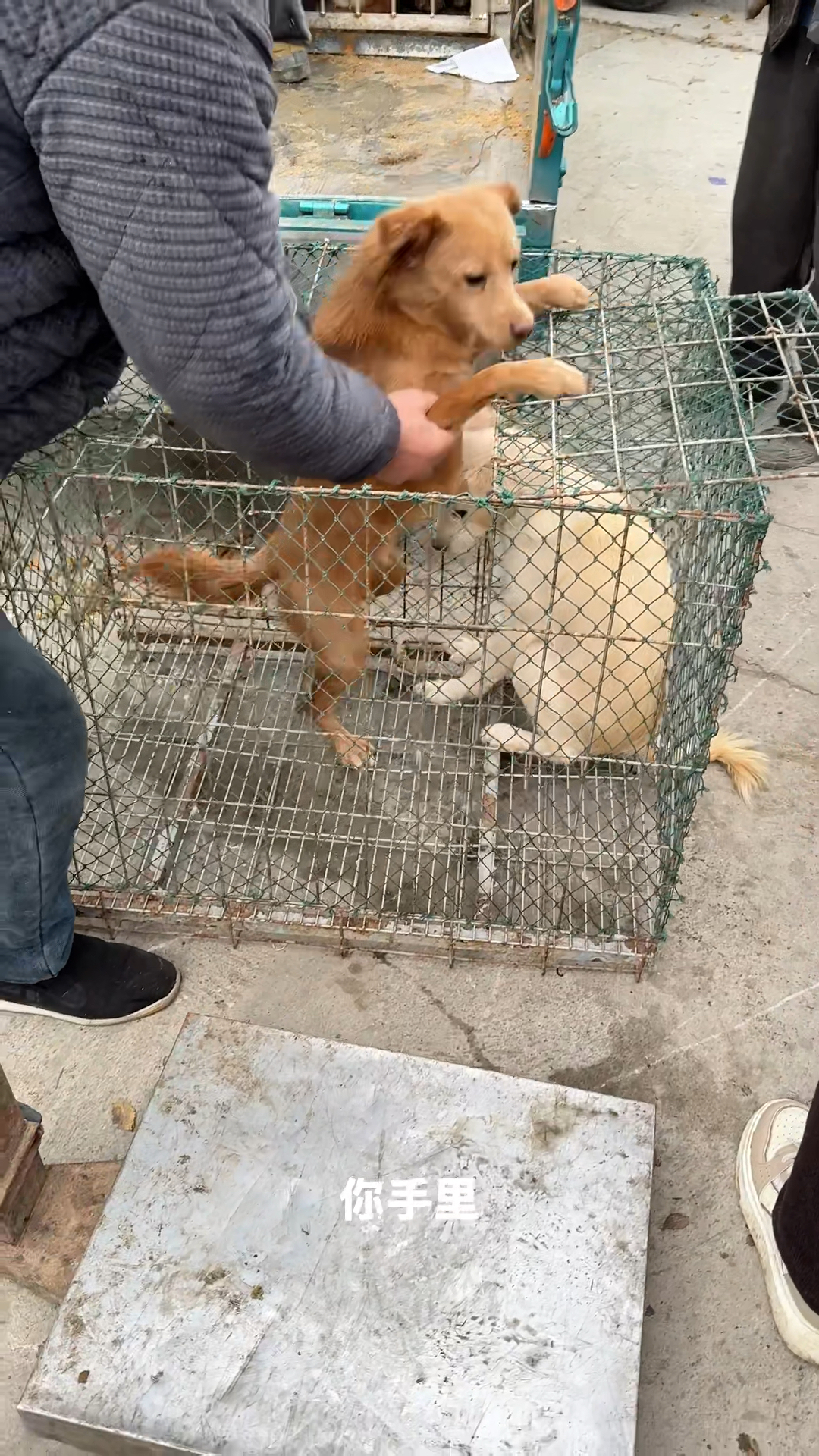 这就是老实土狗的宿命？冬日价格高点，主人亲手把它送上狗肉车