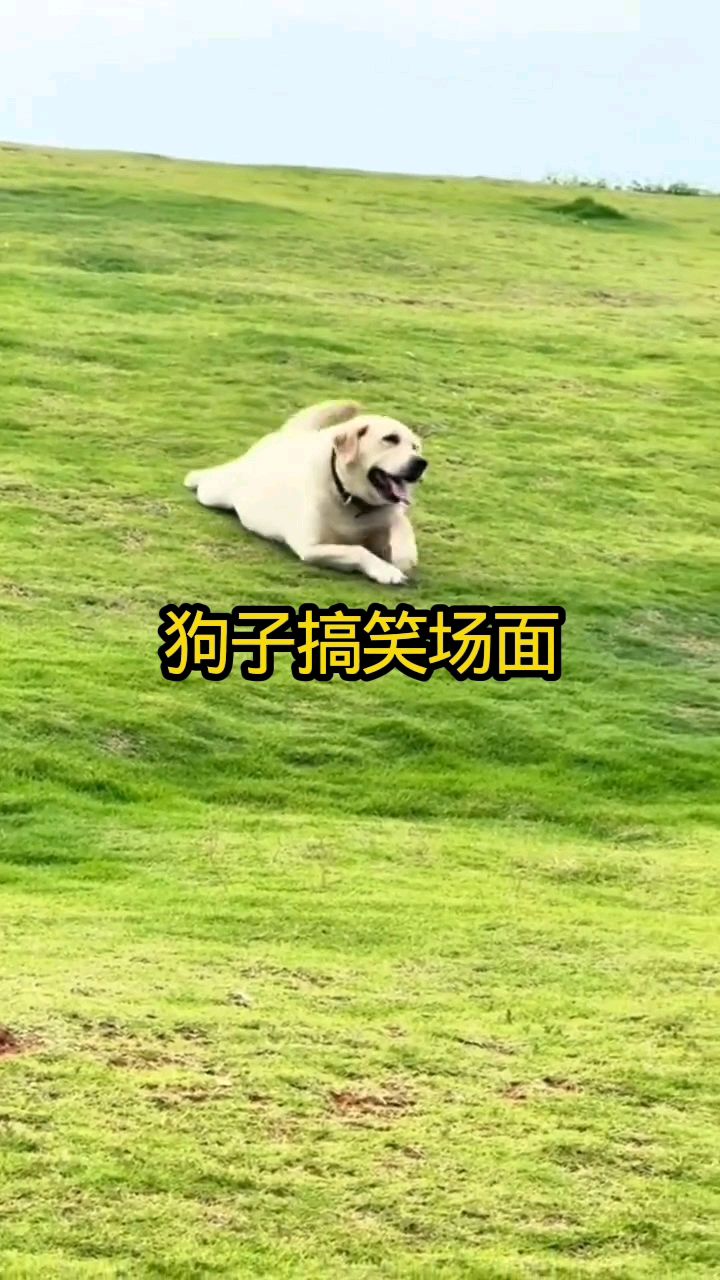 狗子的快乐原来这么简单？#搞笑配音#搞笑视频