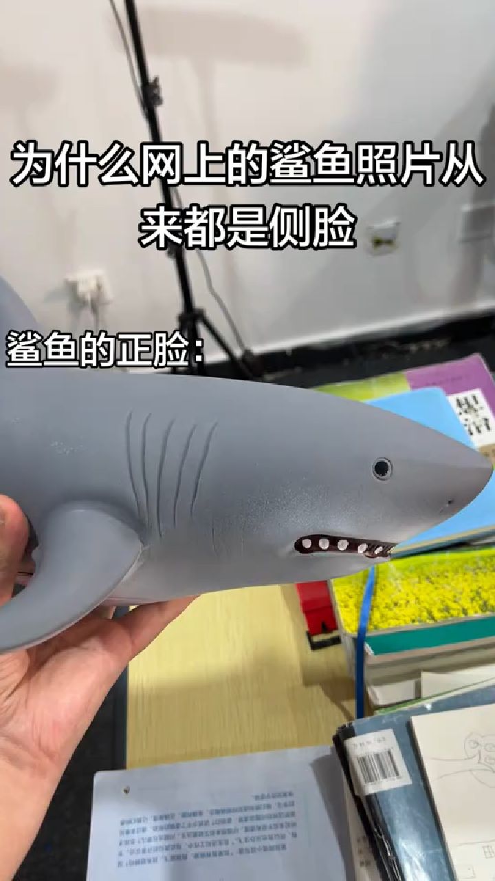 为什么网上的鲨鱼照片都是侧脸？