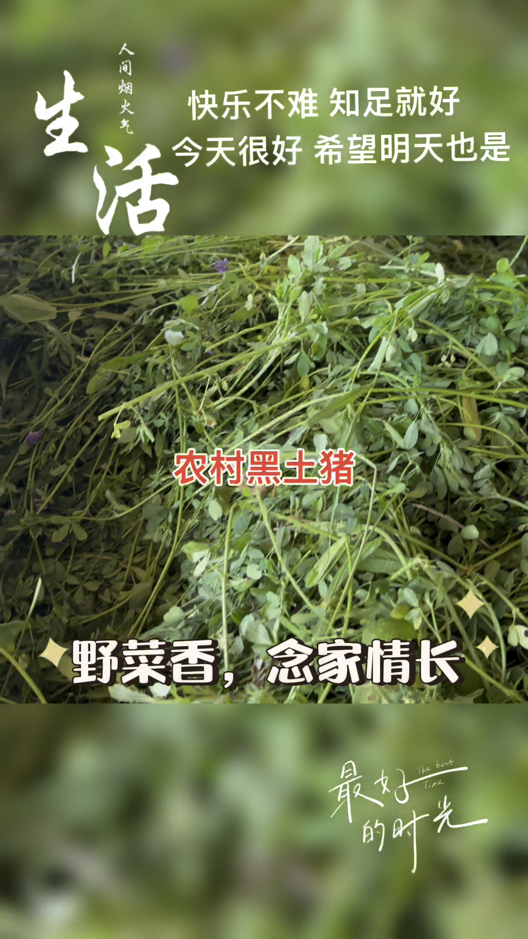 农村散养吃纯粮食苜蓿草长的黑土猪