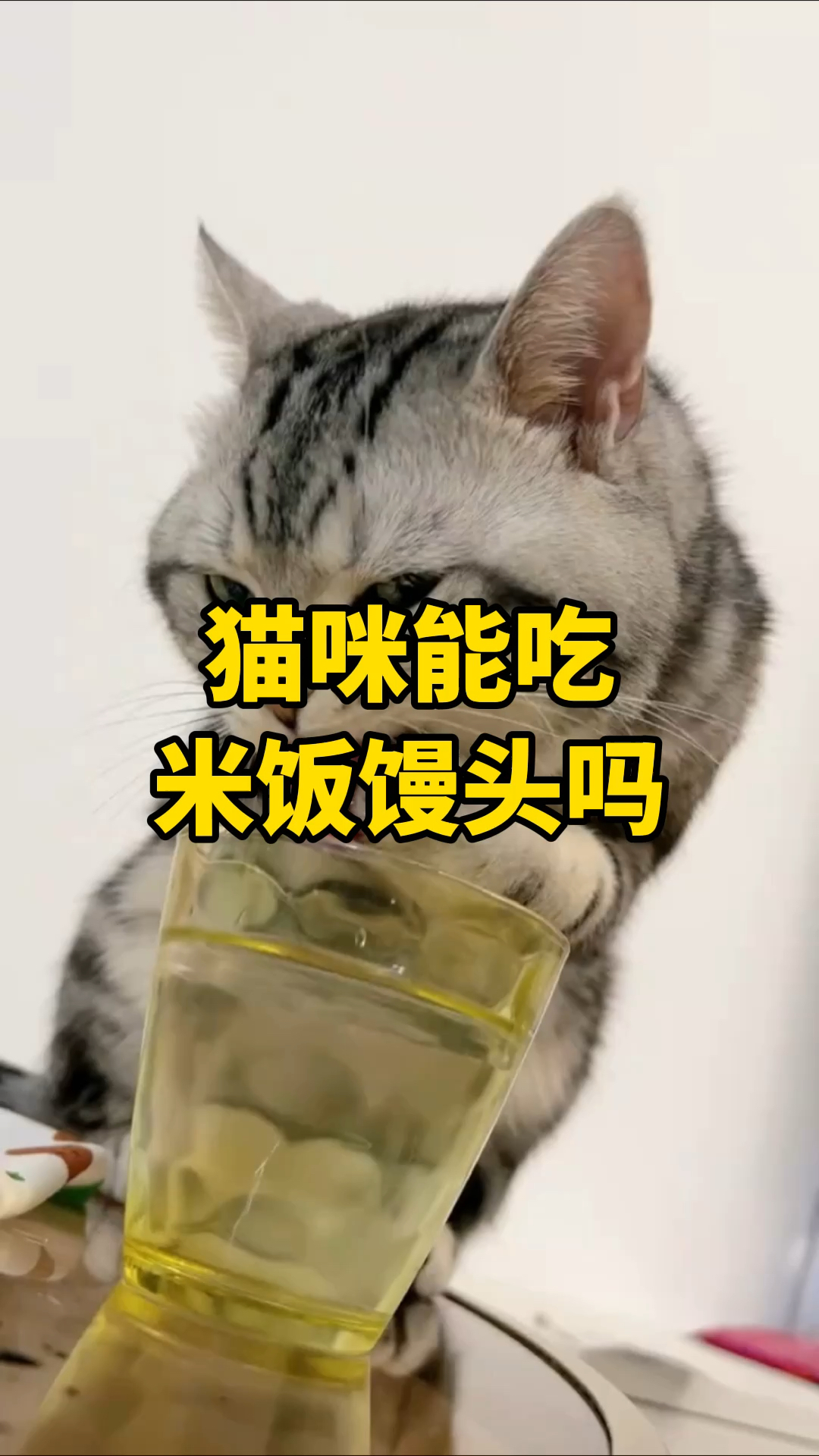 猫咪能吃米饭馒头吗？