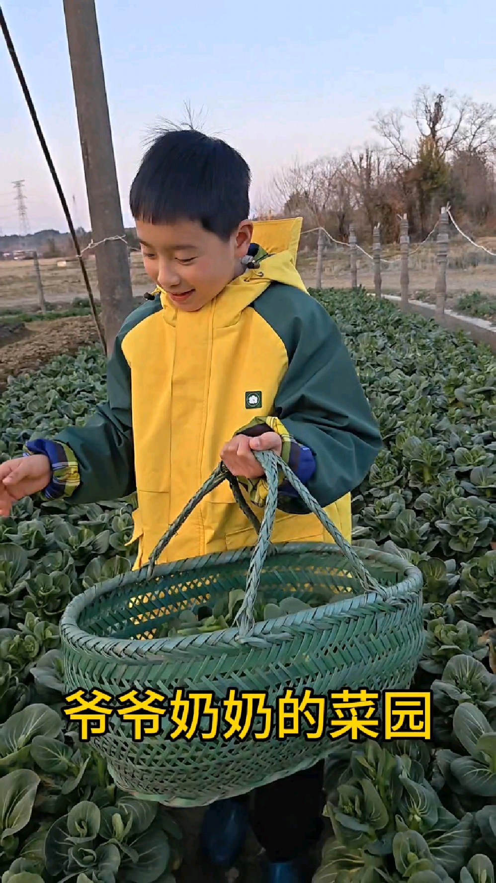 青菜抽薹 英语怎么说