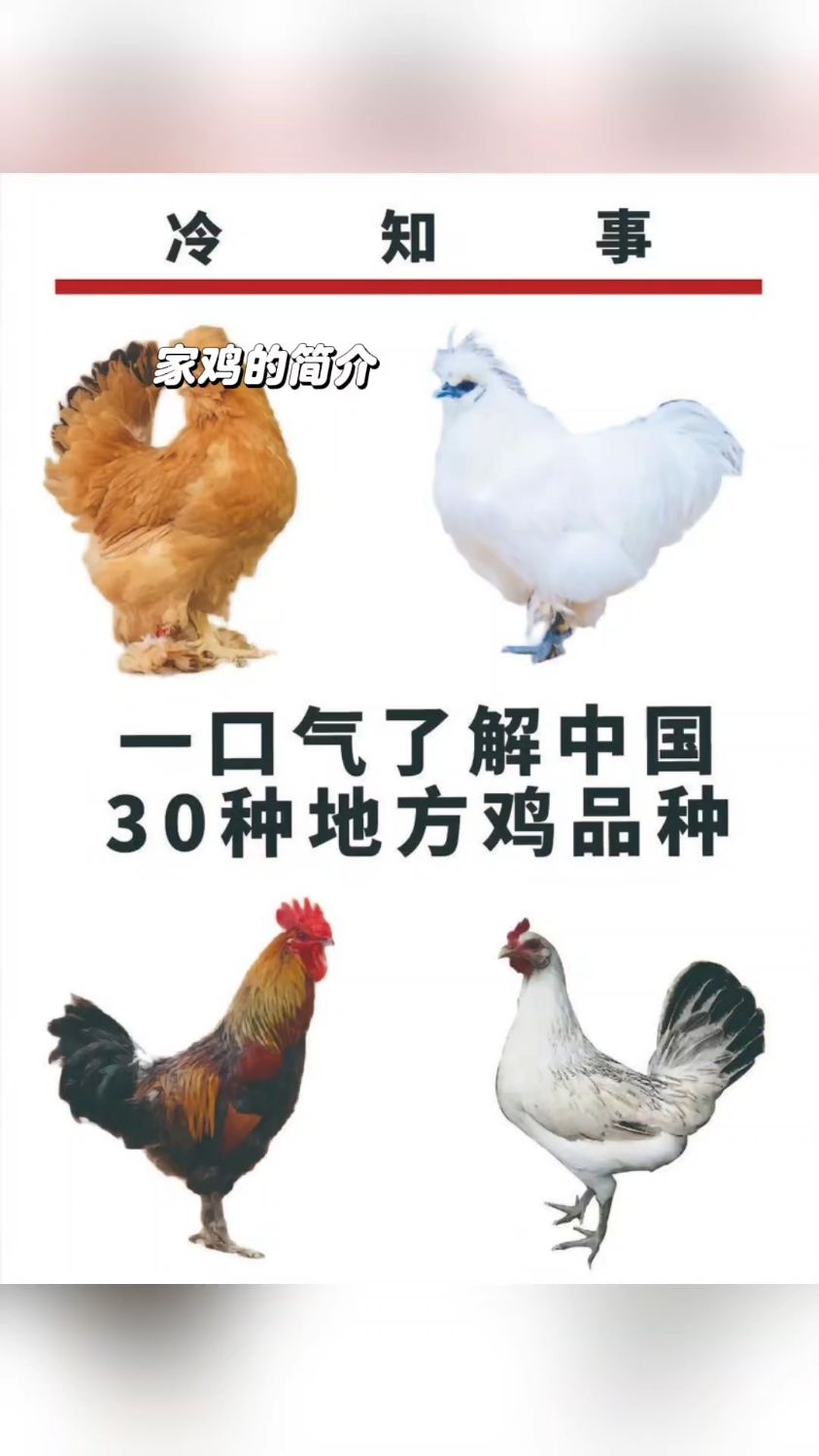 一口气了解中国30种地方鸡品种
