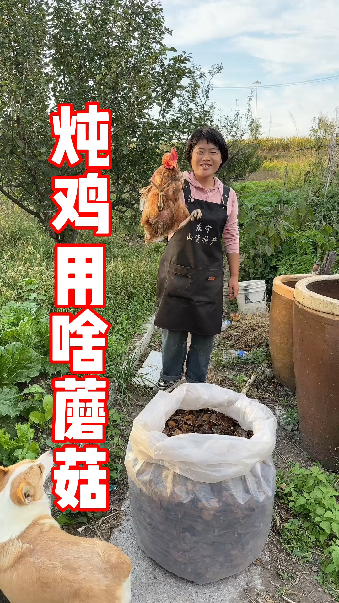 小鸡炖蘑菇都用啥蘑菇呢