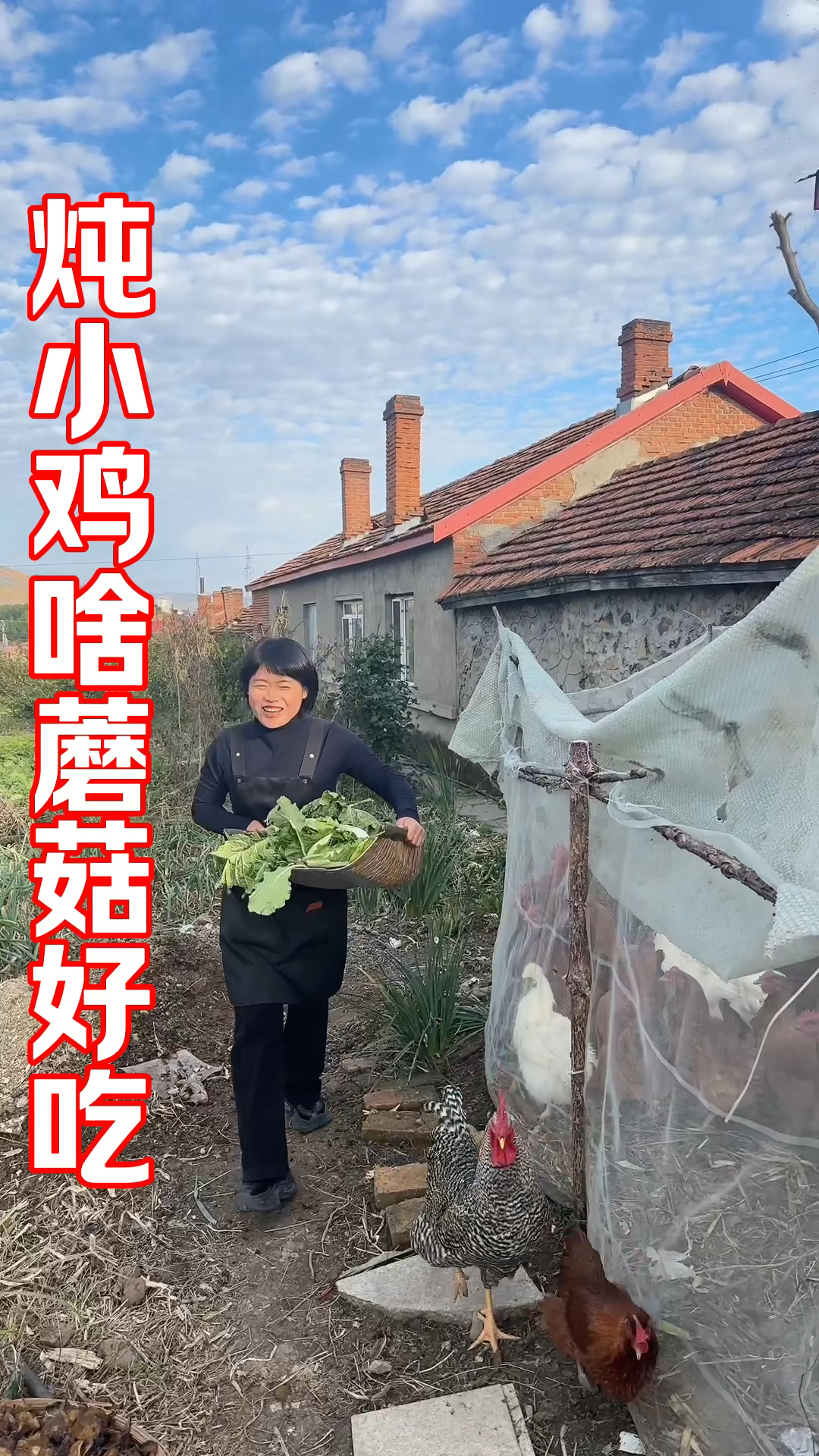 小鸡炖蘑菇用啥蘑菇好吃呢