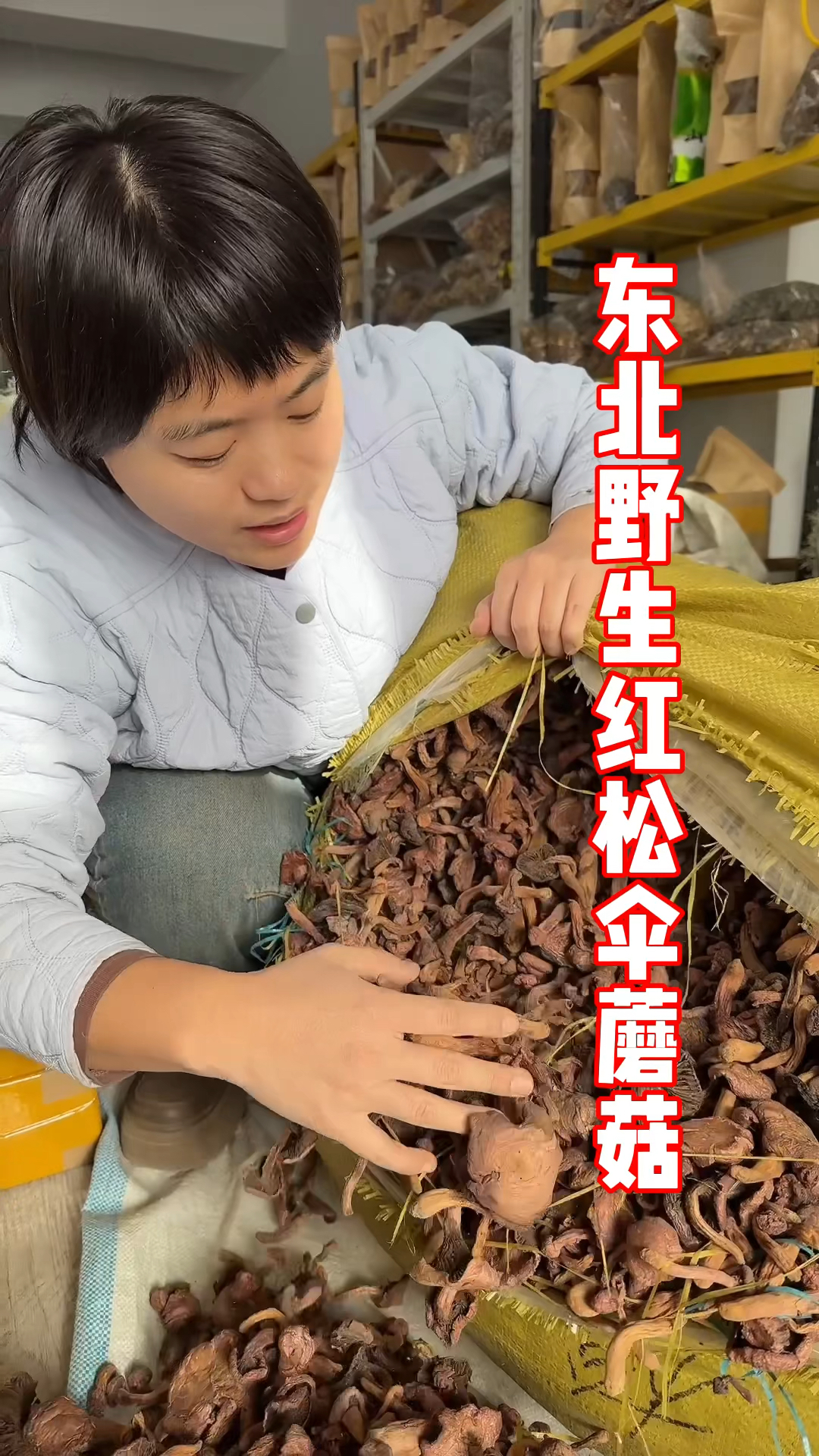 东北野生蘑菇松树伞红松伞红蘑肉蘑