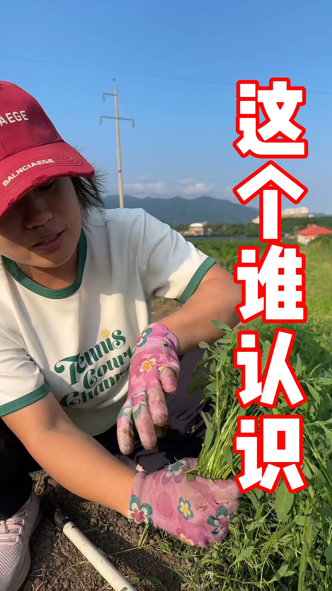 这个植物有认识的吗我们这里叫猪牙菜不知道学名叫啥
