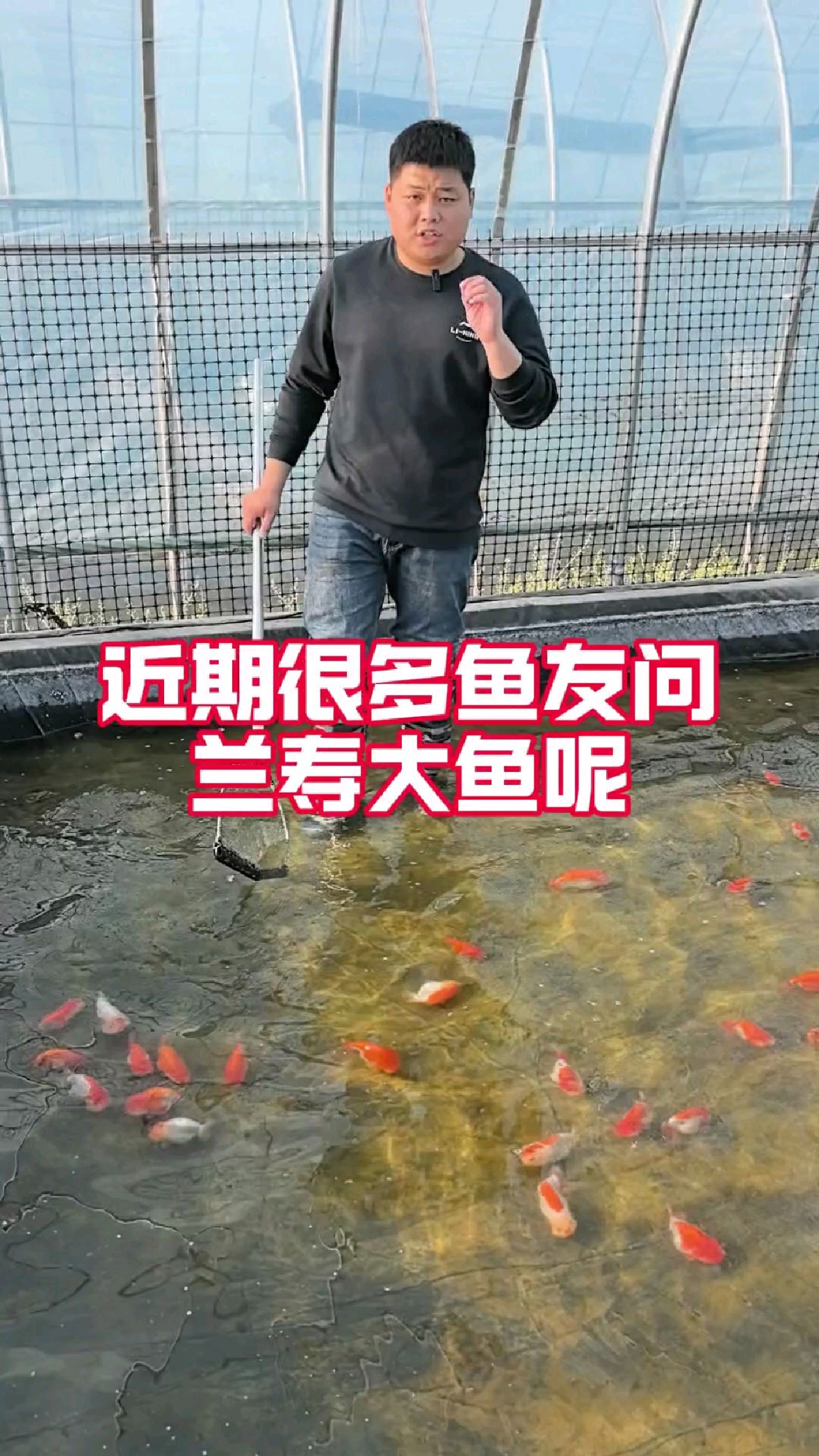 河北红白兰寿金鱼