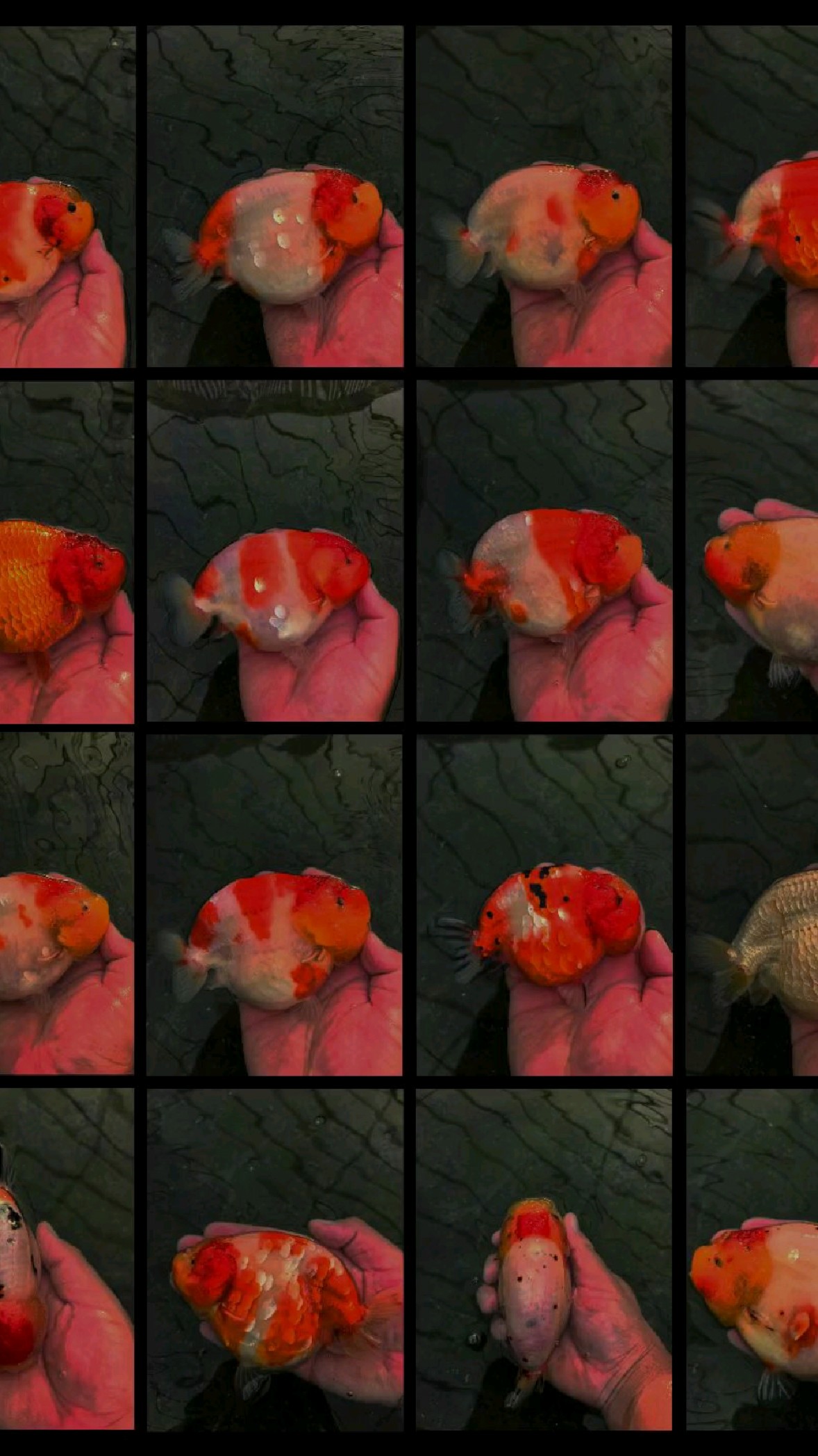 发一波兰寿金鱼图片