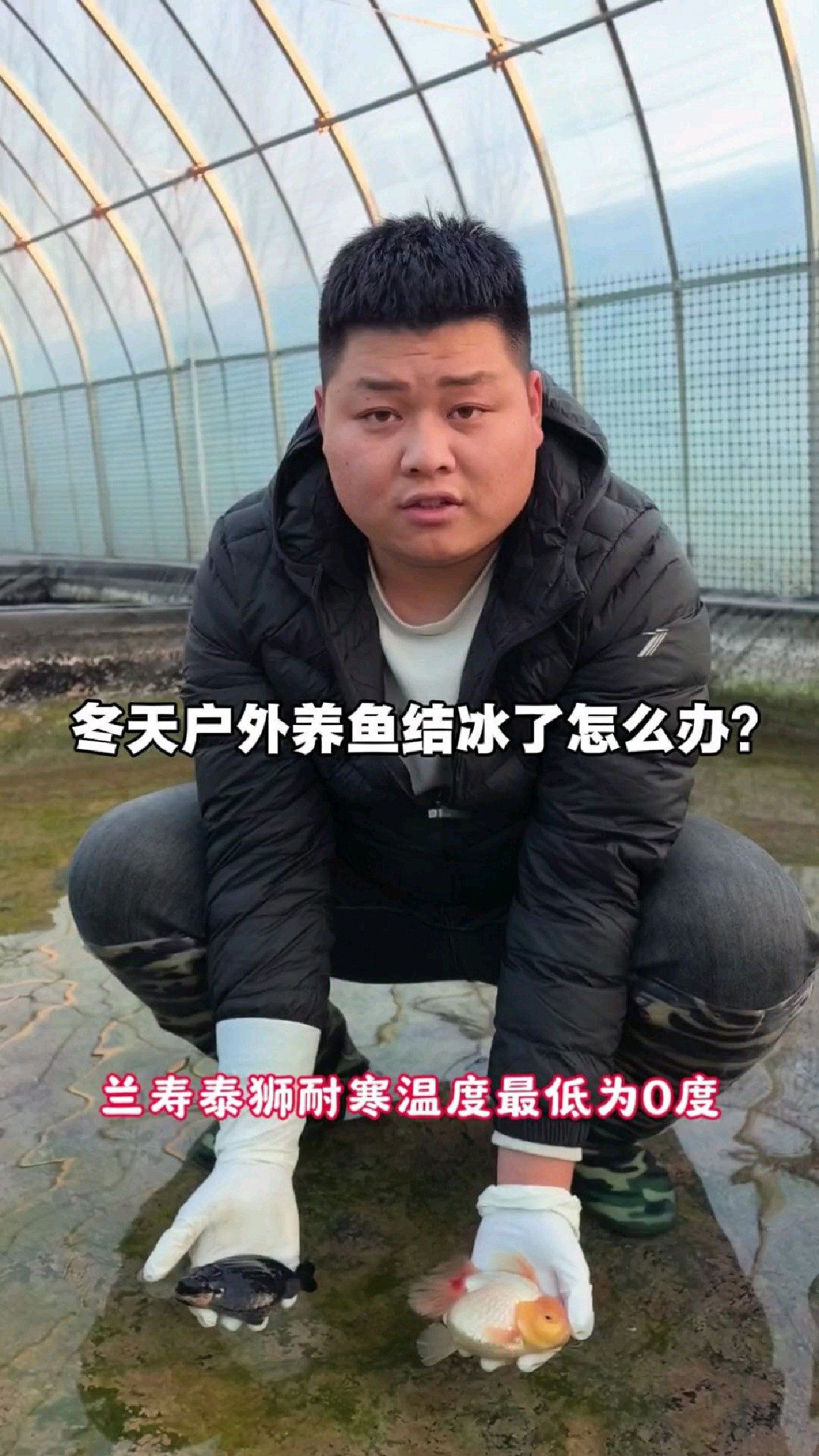 兰寿泰狮金鱼耐寒温度是0度