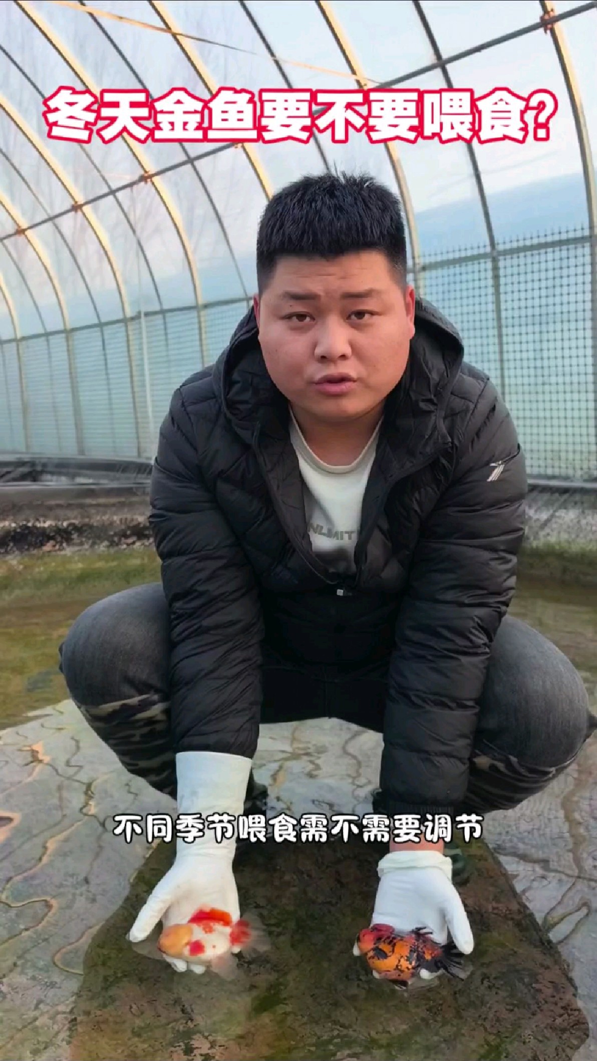 不同季节的喂食量需要调整,冬天金鱼根据水温喂鱼。