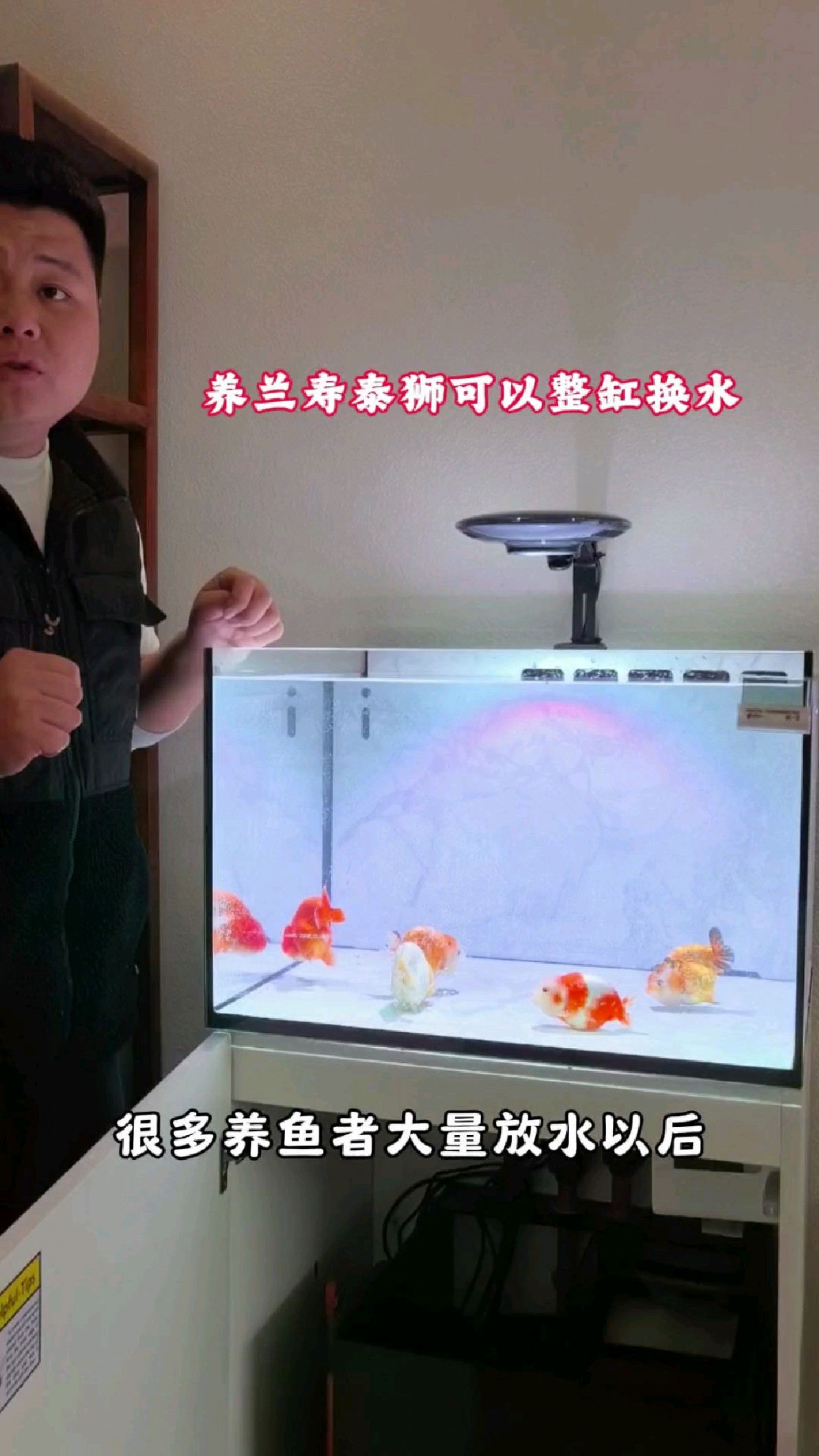 养兰寿泰狮金鱼可以整缸换水