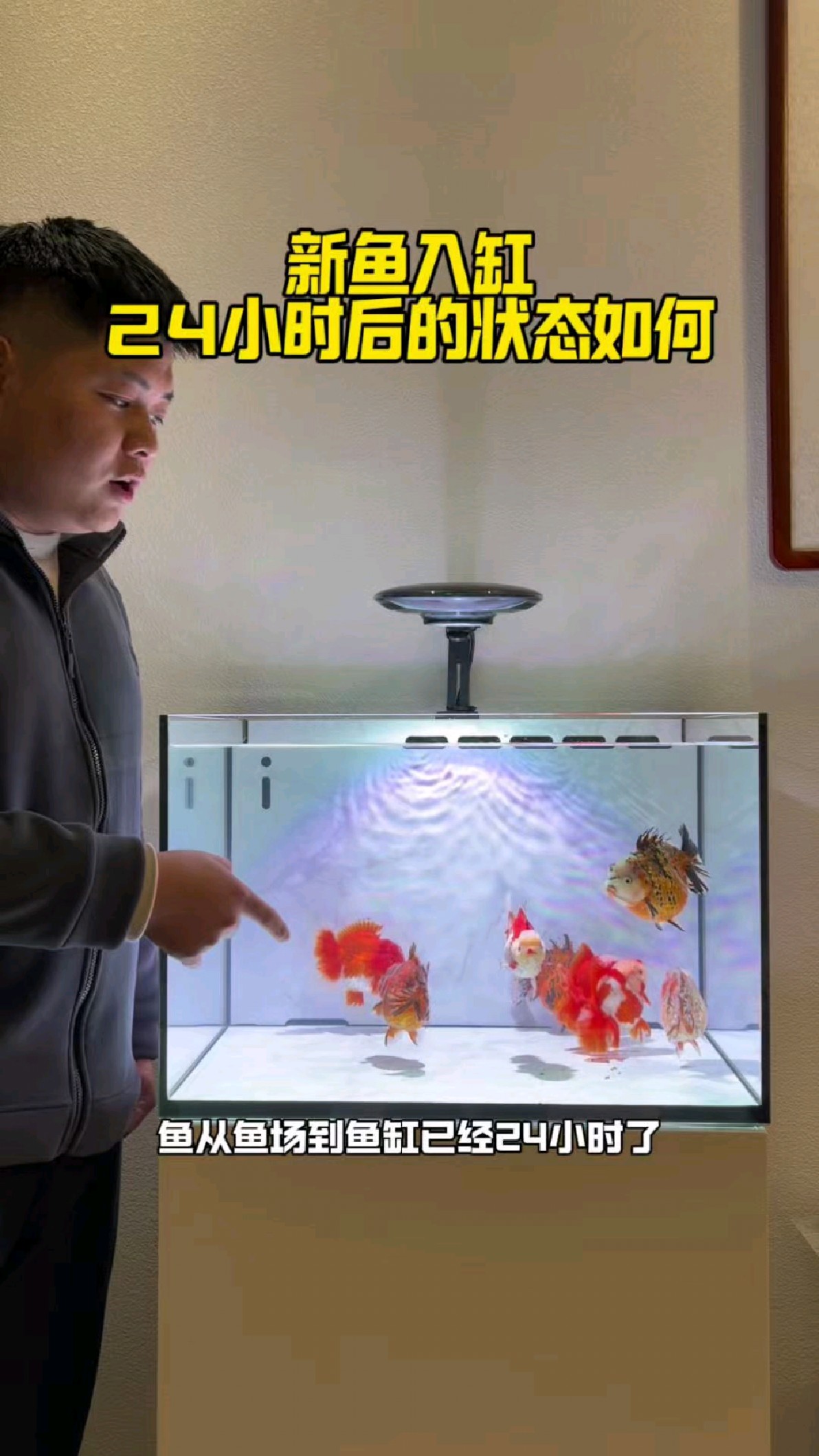 新鱼入缸24小时后状态如何。