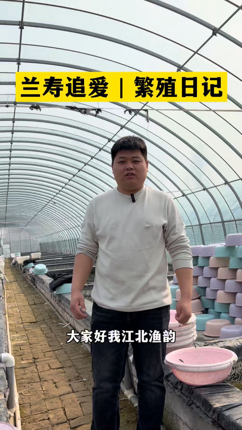 兰寿泰狮金鱼繁殖日记