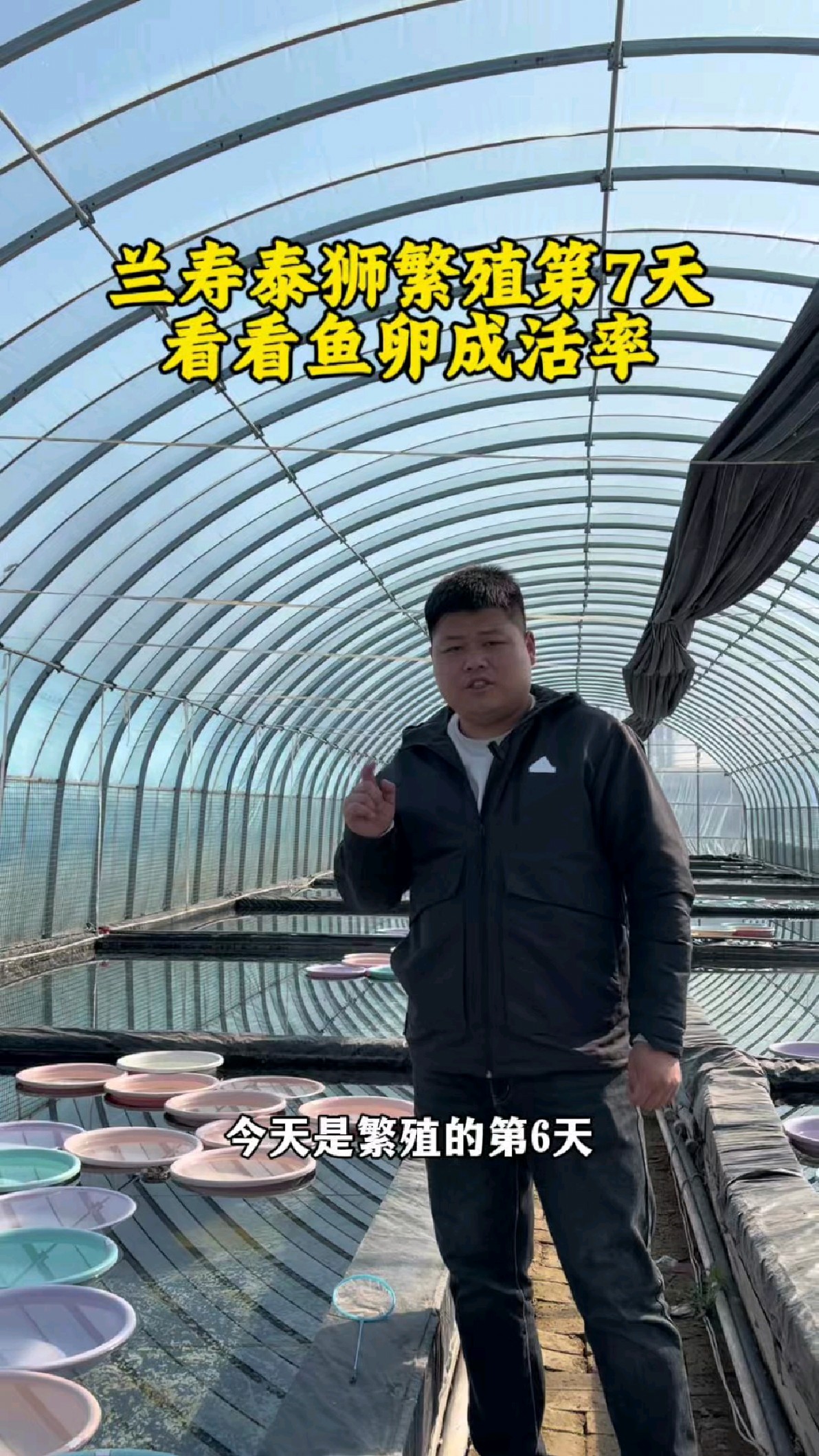 兰寿泰狮金鱼繁殖的第7天