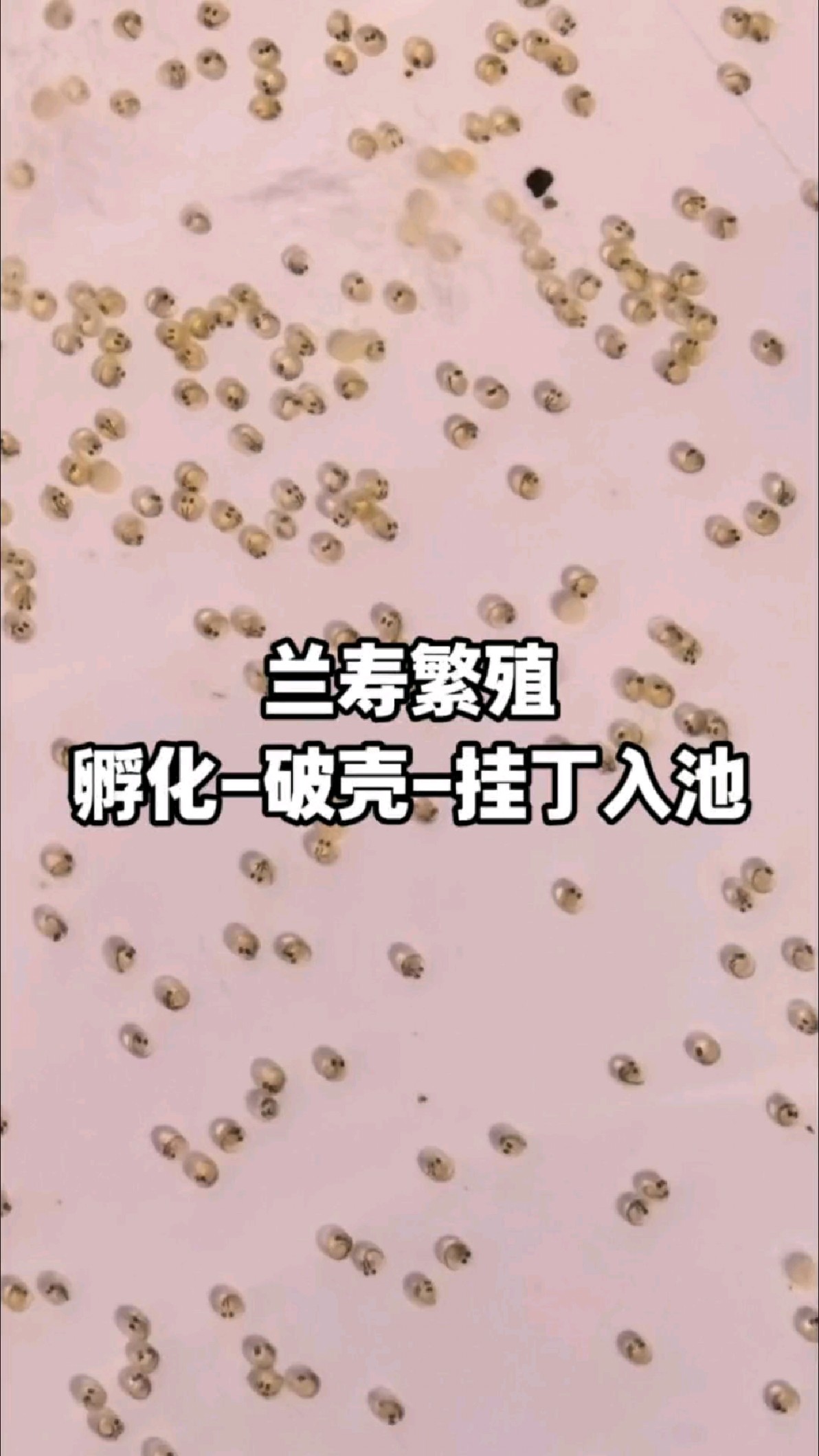 兰寿金鱼繁殖孵化日记