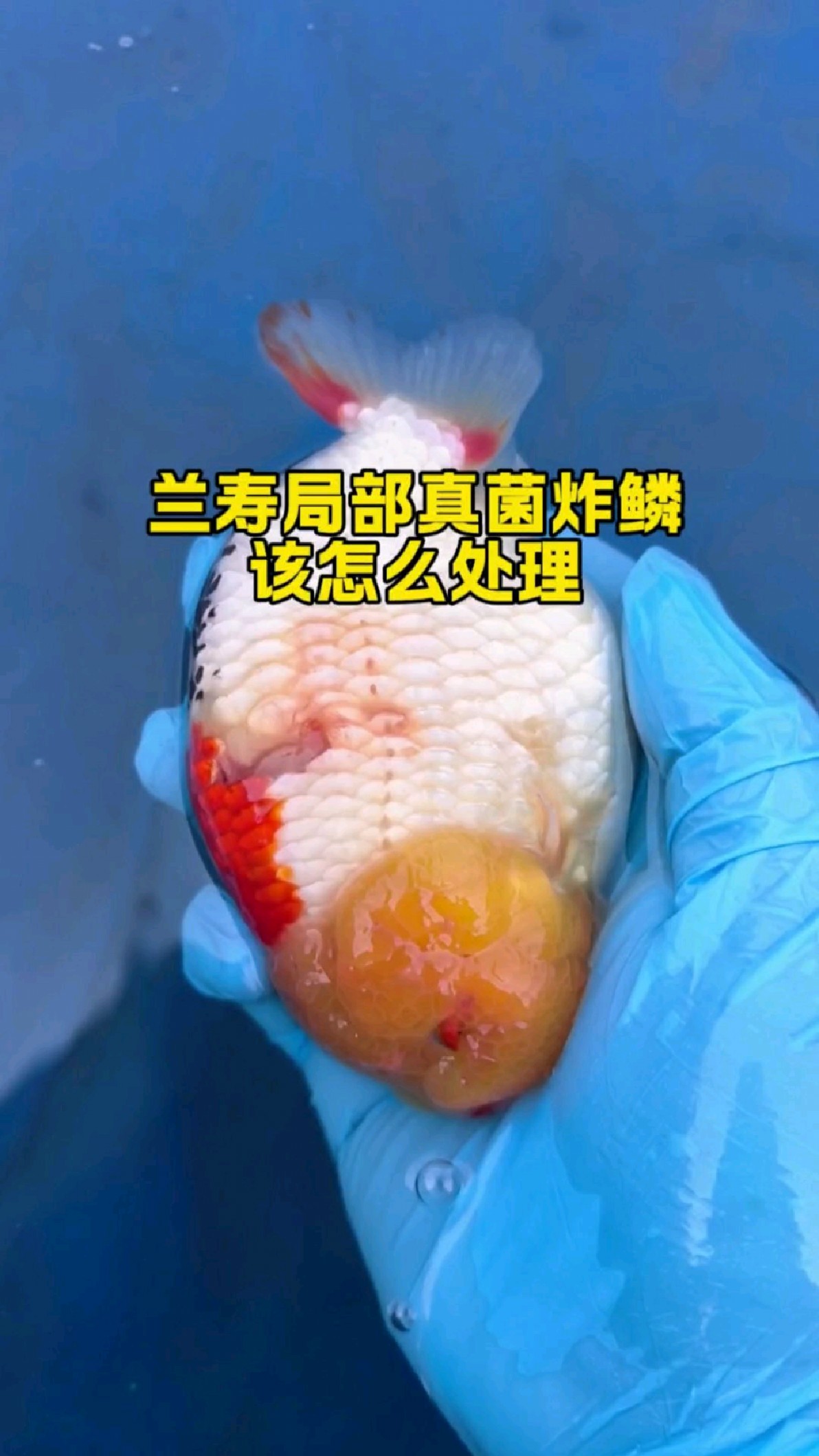 兰寿泰狮金鱼真菌局部炸鳞