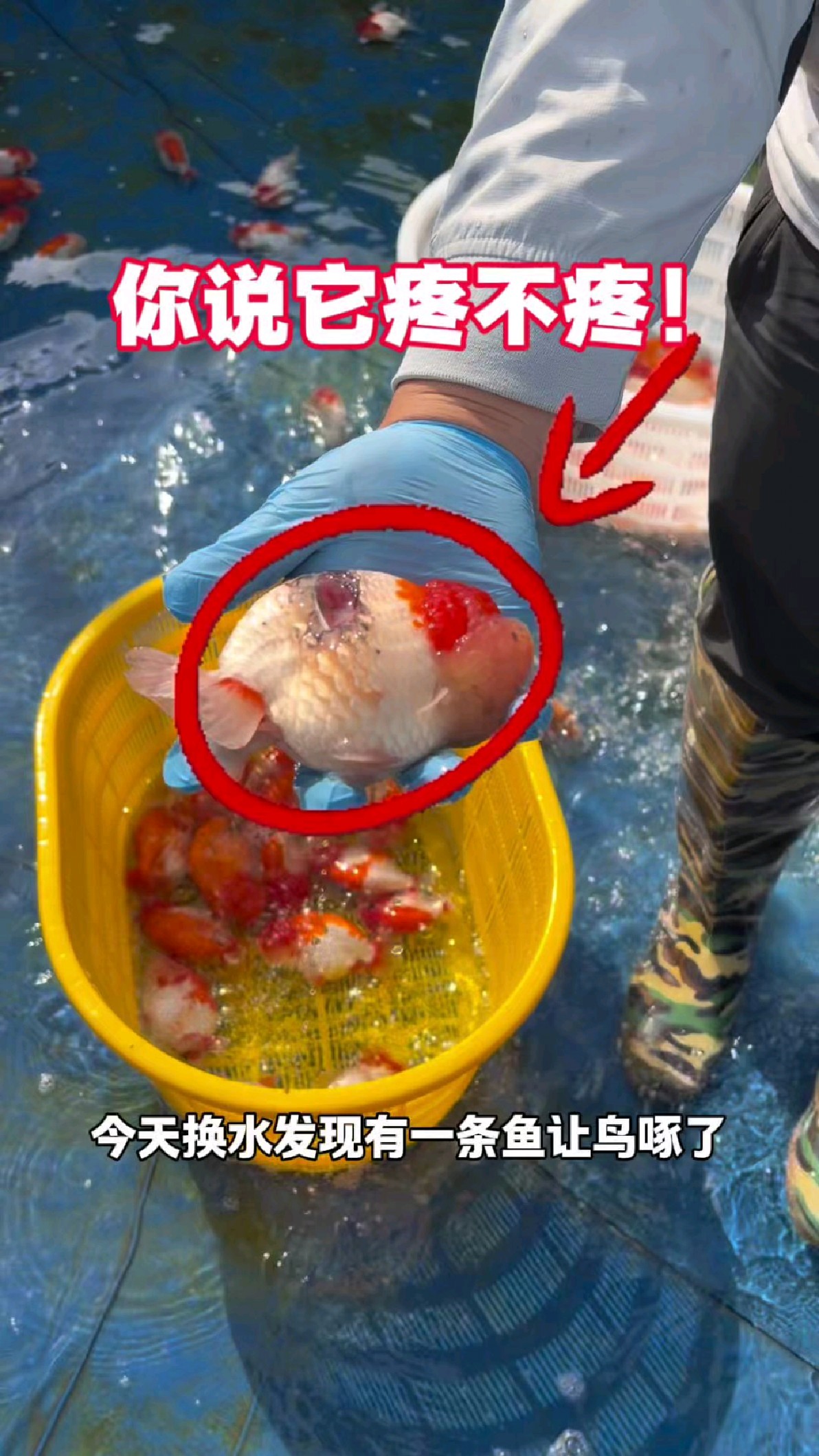 兰寿金鱼换水日记它受伤了
