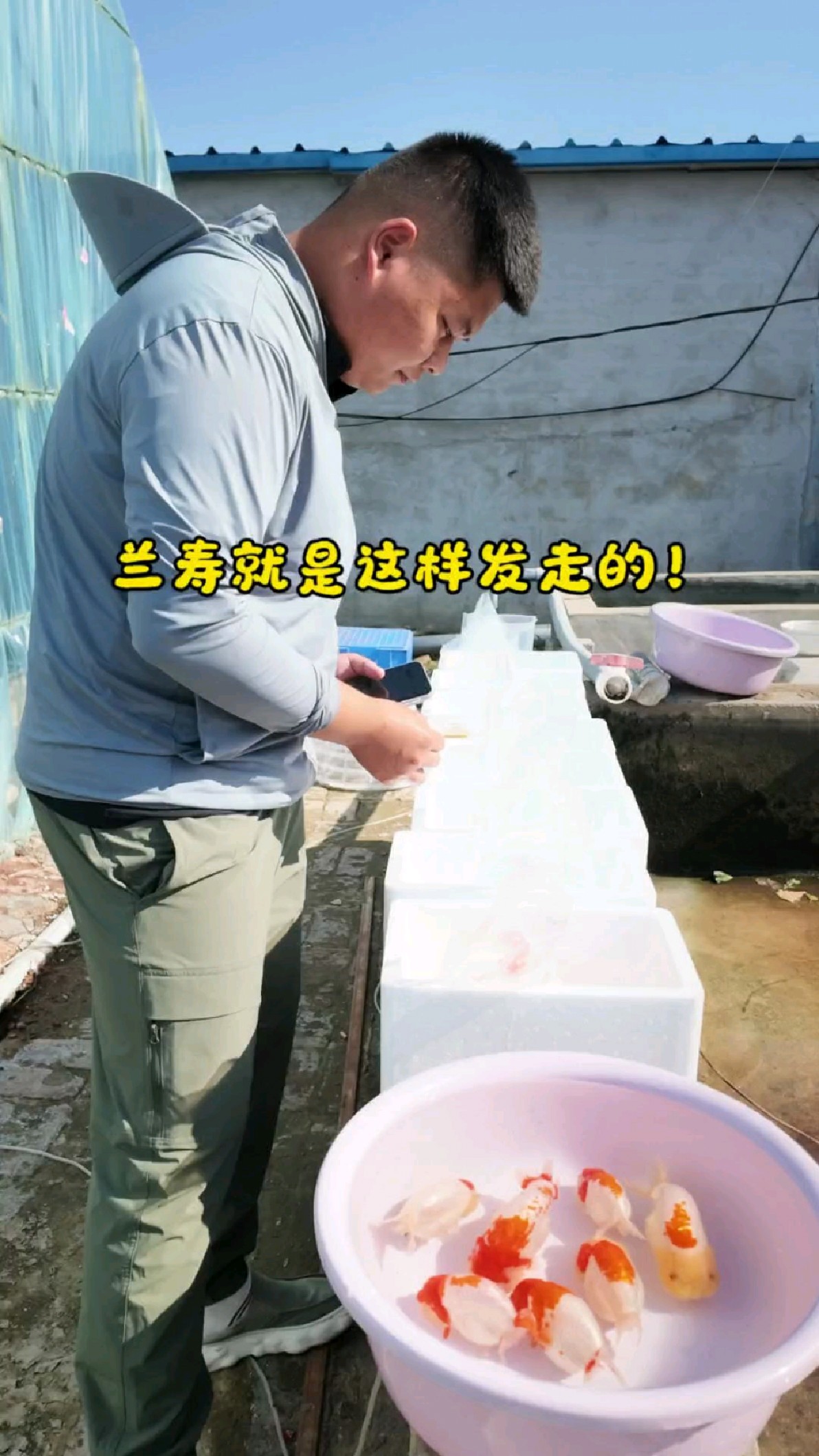 养红白兰寿金鱼满堂红