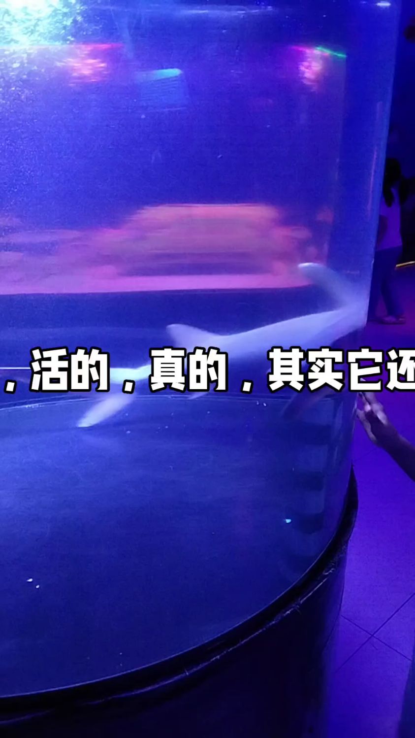 真的鲨鱼!活的!其实它还很小,还是个鲨鱼宝宝。