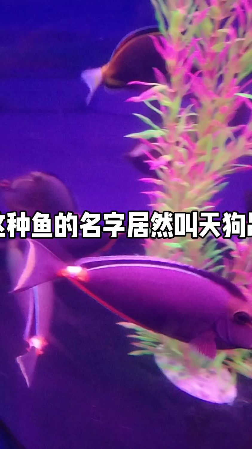 这么漂亮的鱼居然叫天狗吊，这起名字的人脑洞很大，很有才。