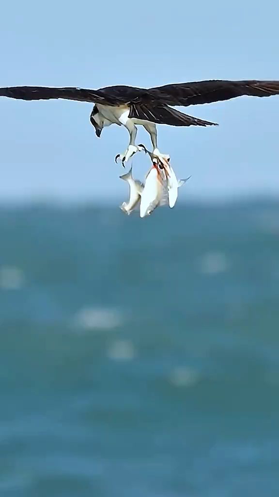 老鹰捉鱼精彩片段