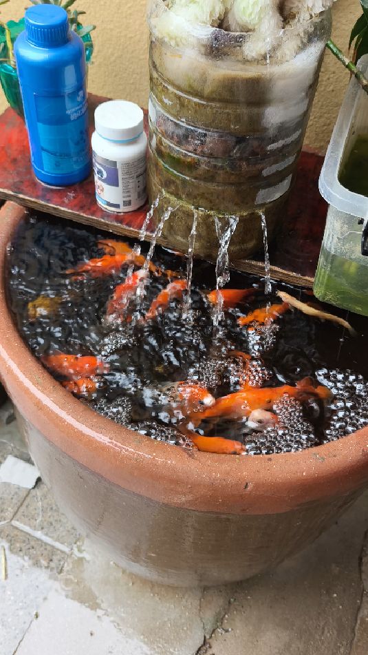 这一群小金鱼人一来太活泼了