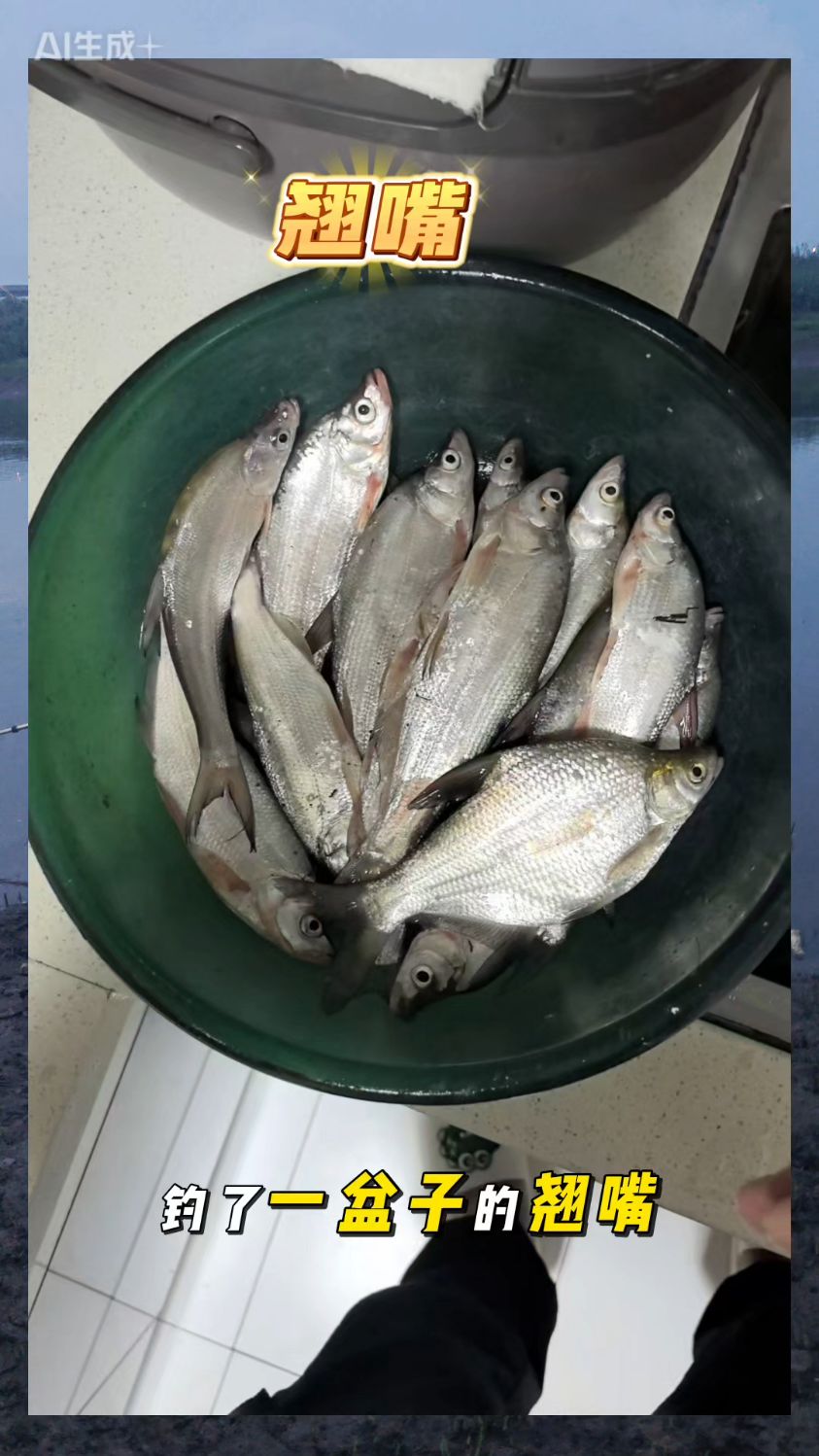 再探东荆河翘嘴柳叶鳊