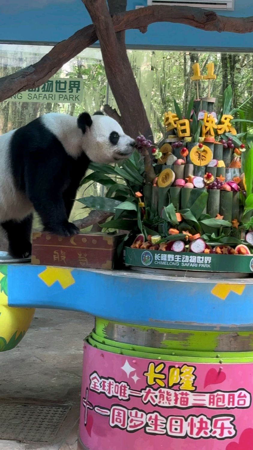 长隆大熊猫三胞胎萌帅酷十一周岁生日,姐弟三熊每个都有大蛋糕吃